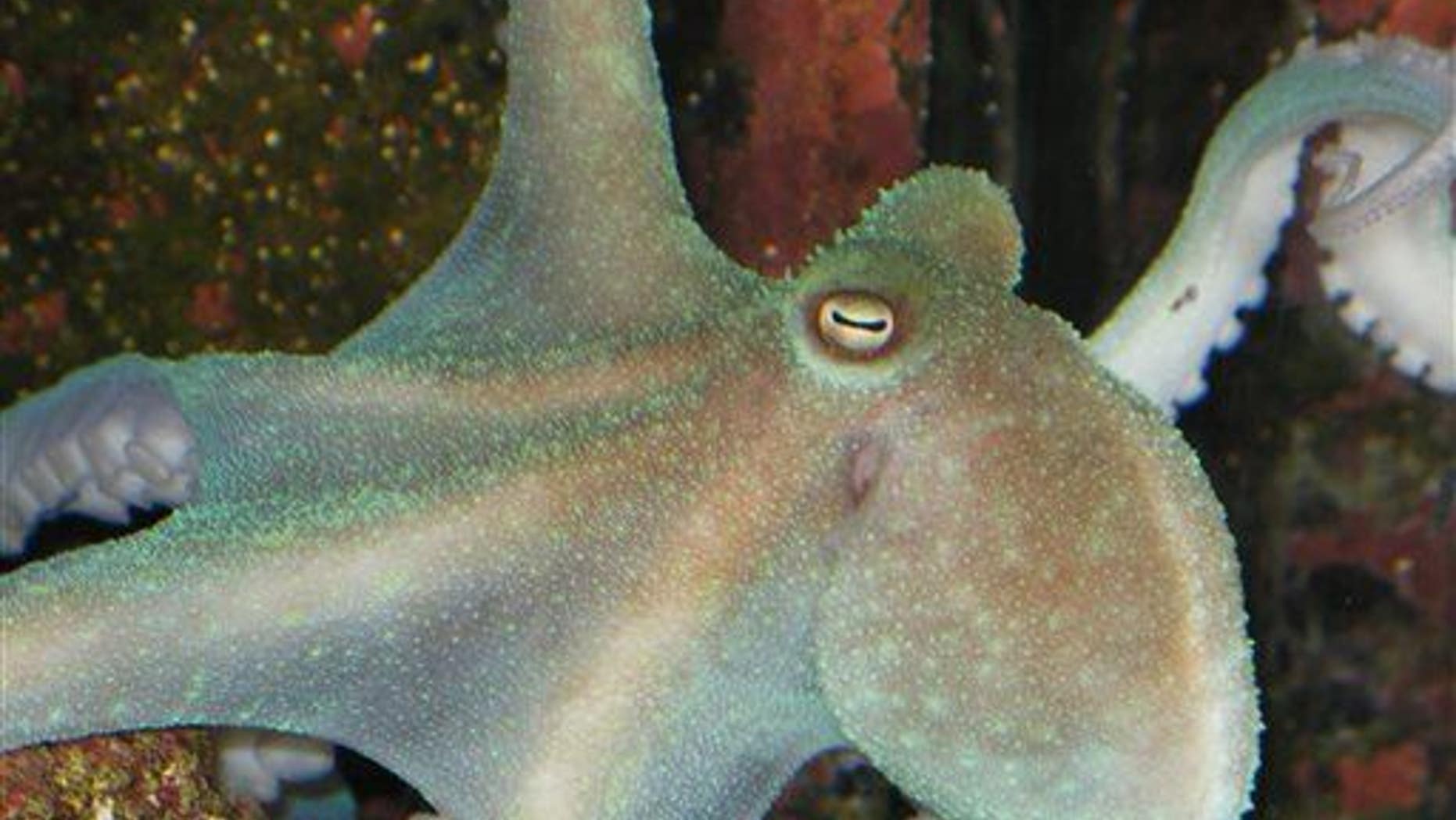 SueNami, a wild caught, male Octopus briareus, displaying green fluorescence. These animals have three hearts, a brain surrounding the esophagus, blue blood, and no bones.
