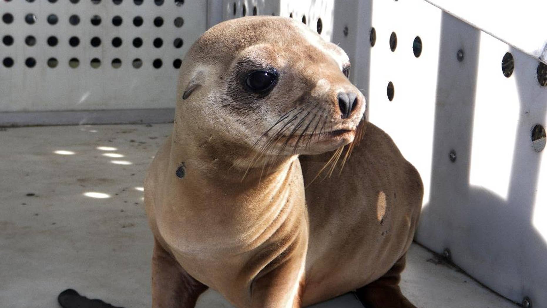 This photo provided by Peter Wallerstein of Marine Mammal Rescue shows a sea lion pup at a MMR facility in the Playa Del Rey area of Los Angeles Sunday, April 19, 2015. It's one of two pups that were found on Dockweiler State Beach just west of Los Angeles International Airport. Witnesses say another pup was abducted from Dockweiler by four people who wrapped the pup in a blanket and left in a car around 3:20 a.m. early Sunday. This pup was found hiding there a short time later. The rescued pup weighs about 25 pounds and is probably 10 months old, said Wallerstein.(Peter Wallerstein/Marine Mammal Rescue via AP)