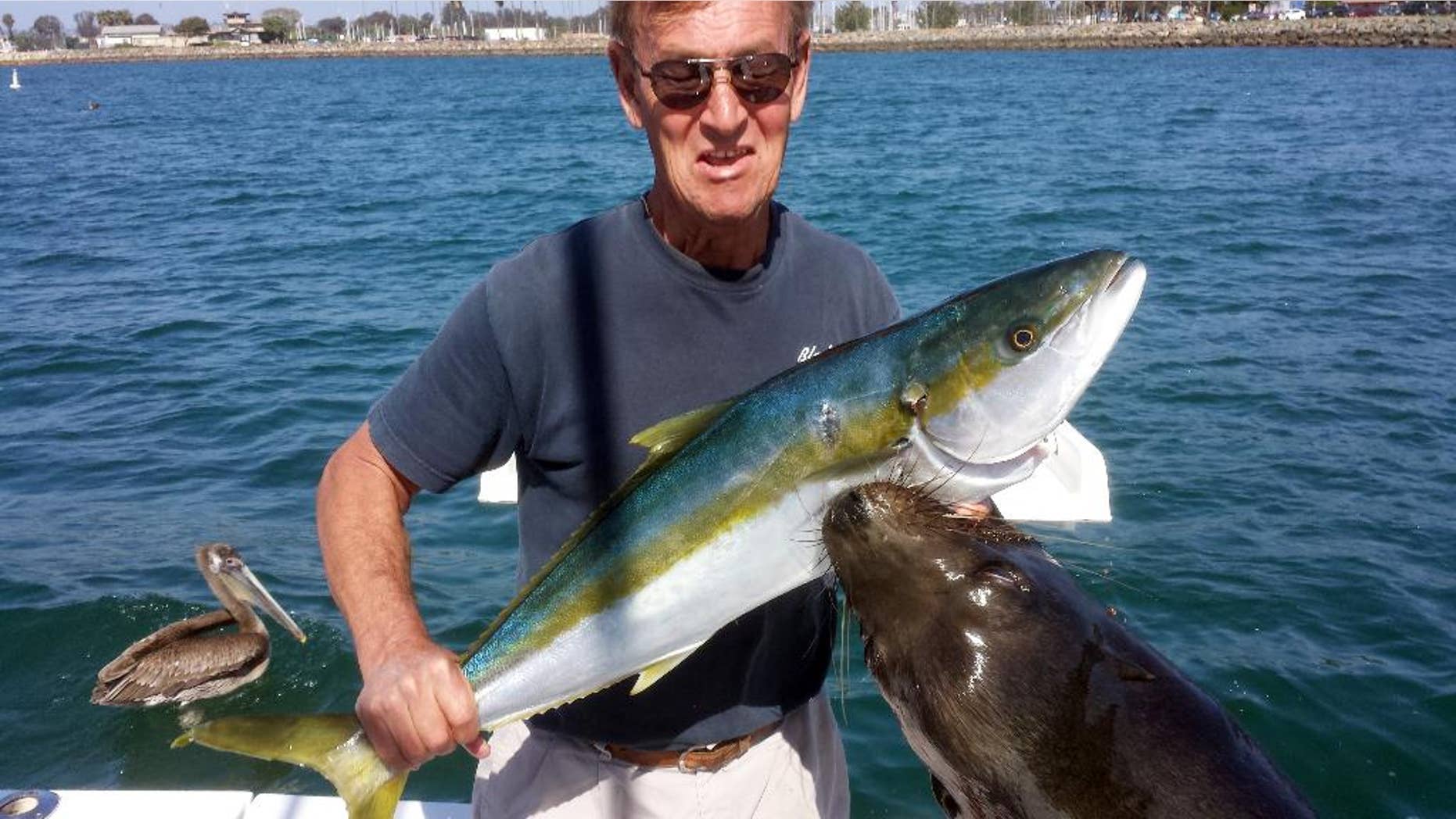 This Sunday, April 5, 2015 photo by Trish Carlin shows Dan Carlin holding a recently-caught yellowtail at the moment a sea lion leaped up to grab the fish - and him - at Mission Bay in San Diego. Carlin, of San Diego, is still recovering more than three weeks after a sea lion leaped 7 feet from the water, locked onto his hand holding the fish and then yanked him overboard. Carlin told The Associated Press on Wednesday, April 29, 2015 that his wife, Trish, had just told him to smile for the photo on their 29-foot boat when he was pulled overboard, smashed into the boat’s side and then dragged some 20 feet underwater before being released more than 15 seconds later. (Trish Carlin via AP)