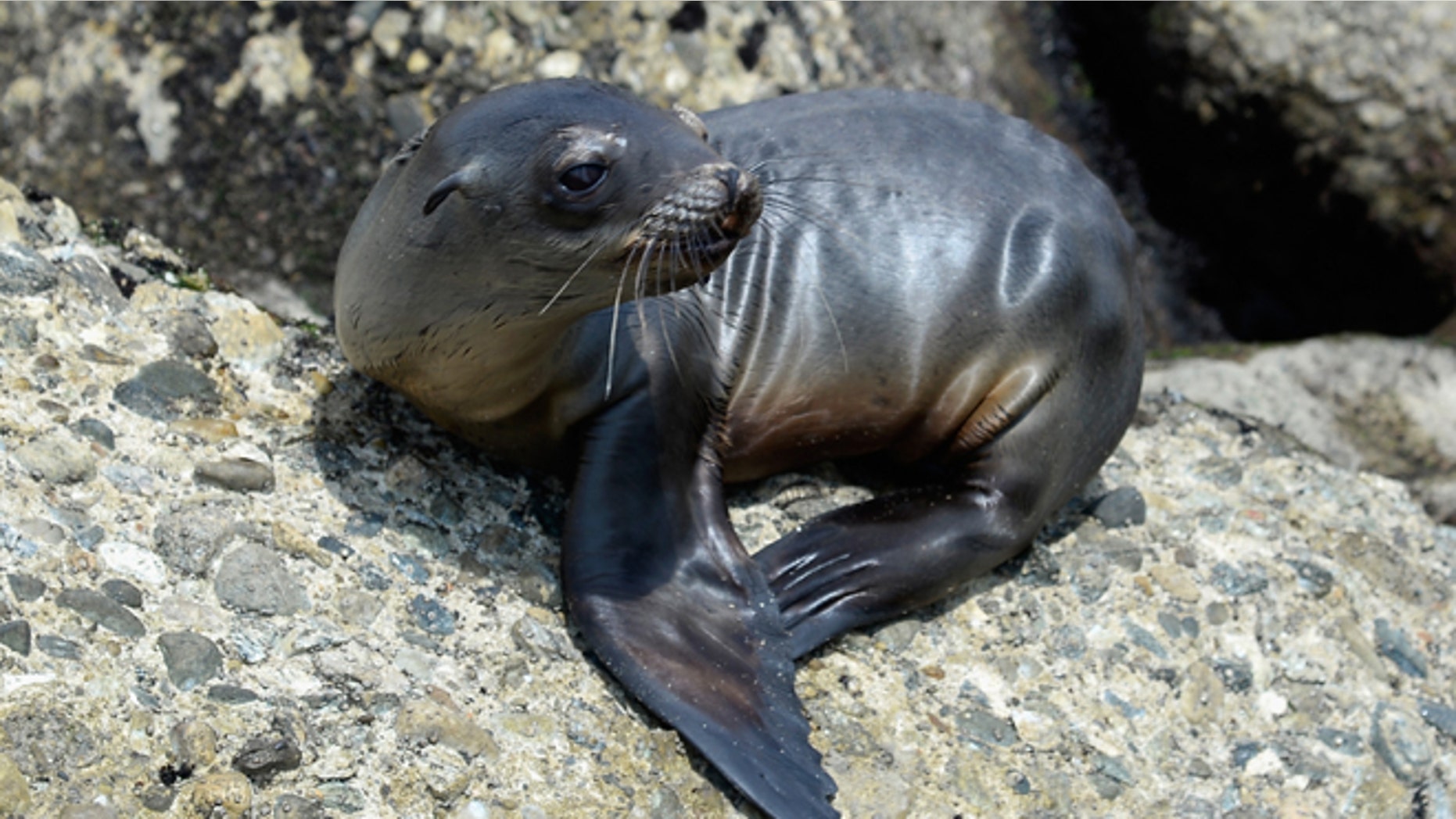 LOS ANGELES, CA - APRIL 05: A stranded and malnourished juvenile sea lion pup sits on the rocks of White Point Park waiting to get rescued by Peter Wallerstein of Marine Animal Rescue on April 5, 2013 in the San Pedro area of Los Angeles, California. The sea lion pup, which weighed only 25 pounds, was transported to Marine Mammal Care Center at Fort MacArthur for rehabilitation. All along the California coast, sea lions have been getting stranded in great numbers since January for reasons unknown. The National Oceanic and Atmospheric Adminstration estimates that in the first three months of 2013, more than 900 malnourished sea lions have been rescued in the region compared to 100 during the same time period one year ago. Officials have declared an "unusual mortality event" for the California sea lion, a designation that prompts immediate federal response. (Photo by Kevork Djansezian/Getty Images)