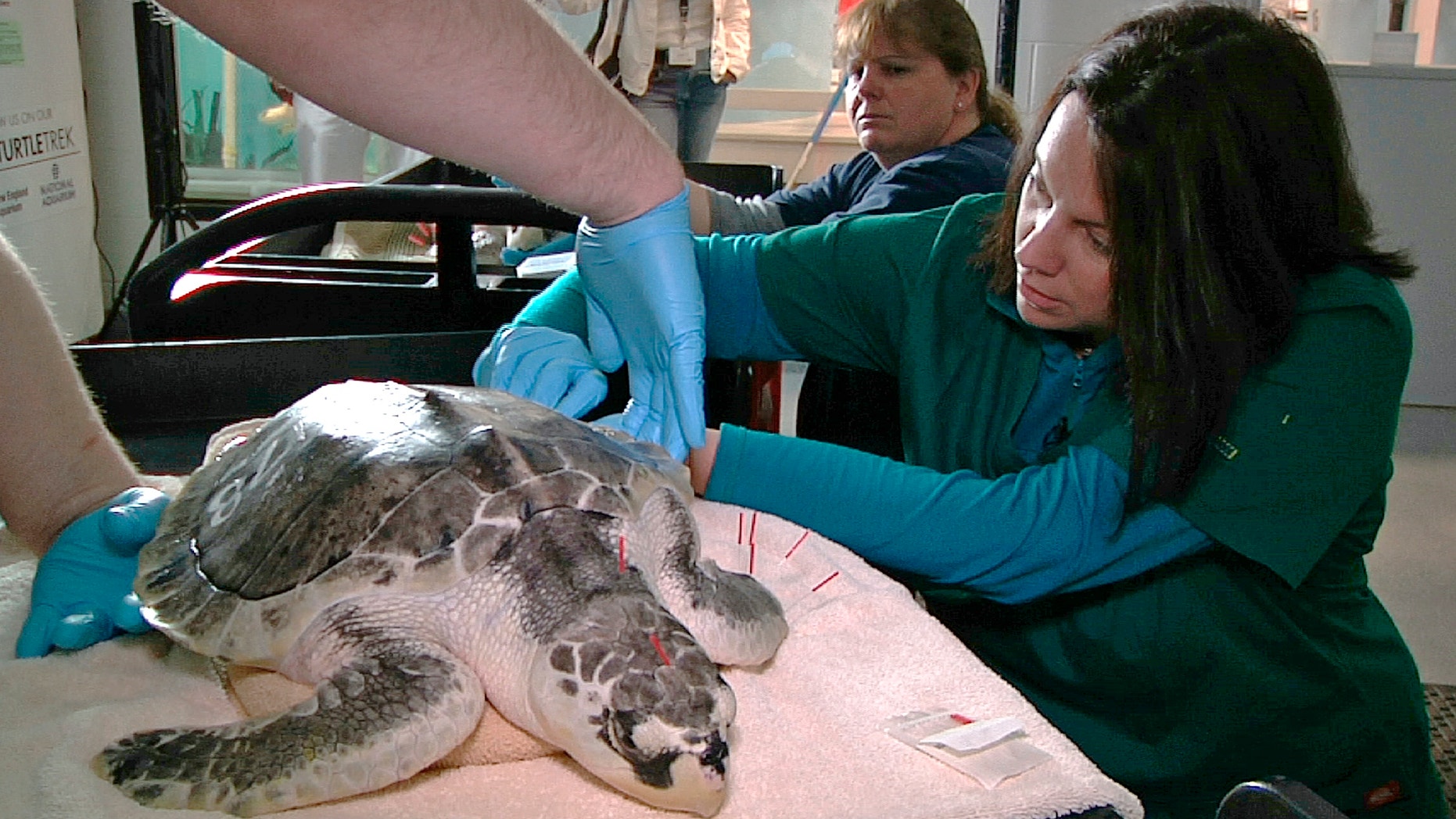 May 20, 2013: Acupuncturist Claire McManus treats a sea turtle, which was injured after getting stranded on Cape Cod during a prolonged exposure to cold weather, at the New England Aquarium's animal care center in Quincy, Mass.