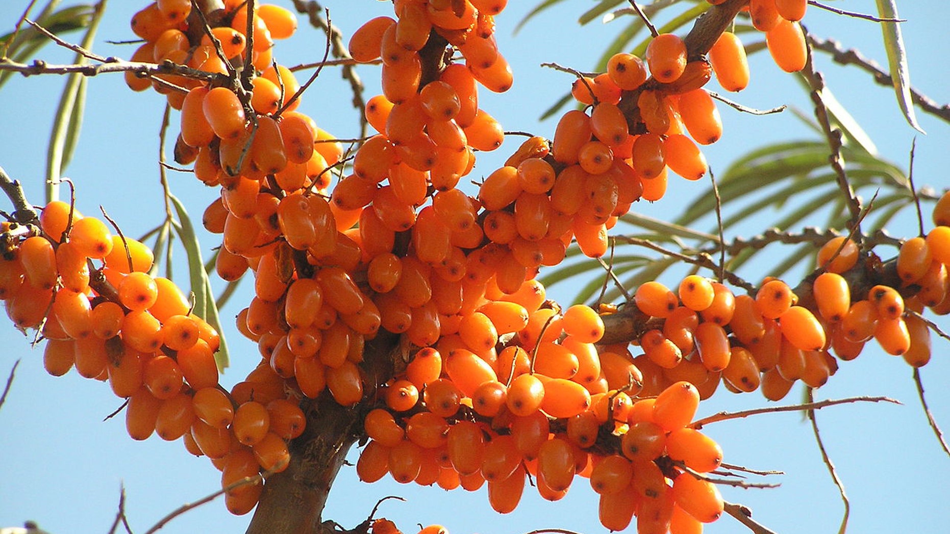 Sea buckthorn shrub.