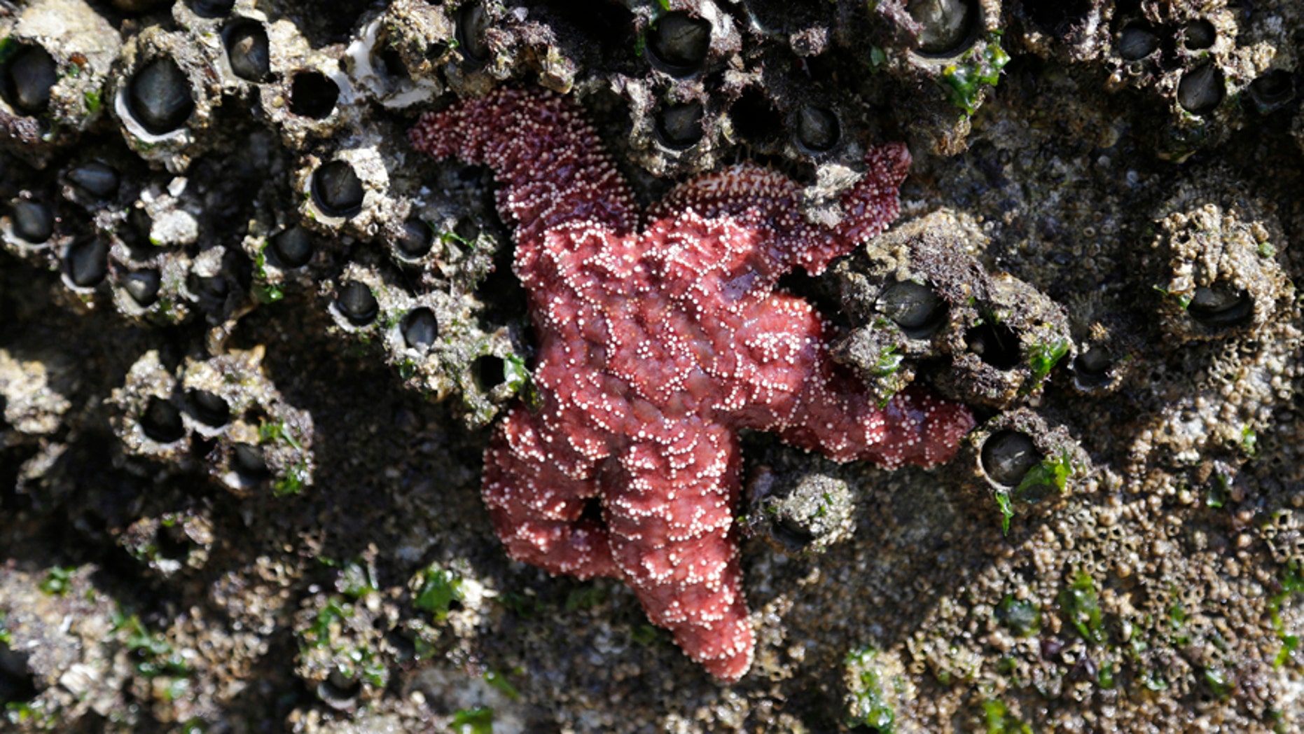 In this photo taken April 9, 2015, a mature sea star clings to a concrete wall surrounded by barnacles on Washingtons Hood Canal near Poulsbo, Wash.