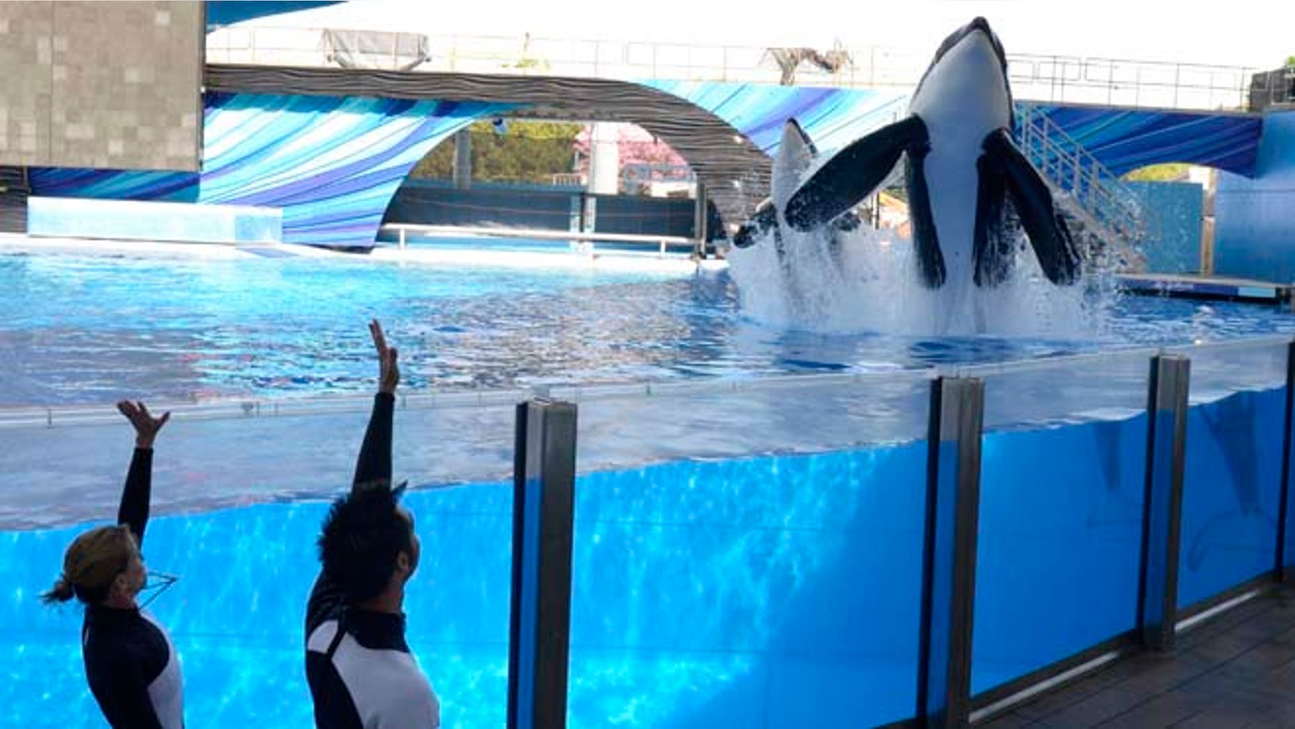 FILE - In a March 7, 2011, file photo, Kelly Flaherty Clark, left, director of animal training at SeaWorld Orlando, and trainer Joe Sanchez work with killer whales Tilikum, right, and Trua during a training session at the theme park's Shamu Stadium in Orlando, Fla. SeaWorld announced Thursday, March 17, 2016, it will immediately stop breeding killer whales, essentially phasing out the iconic orcas from its theme parks following years of controversy over keeping them in captivity. (AP Photo/Phelan M. Ebenhack, File)