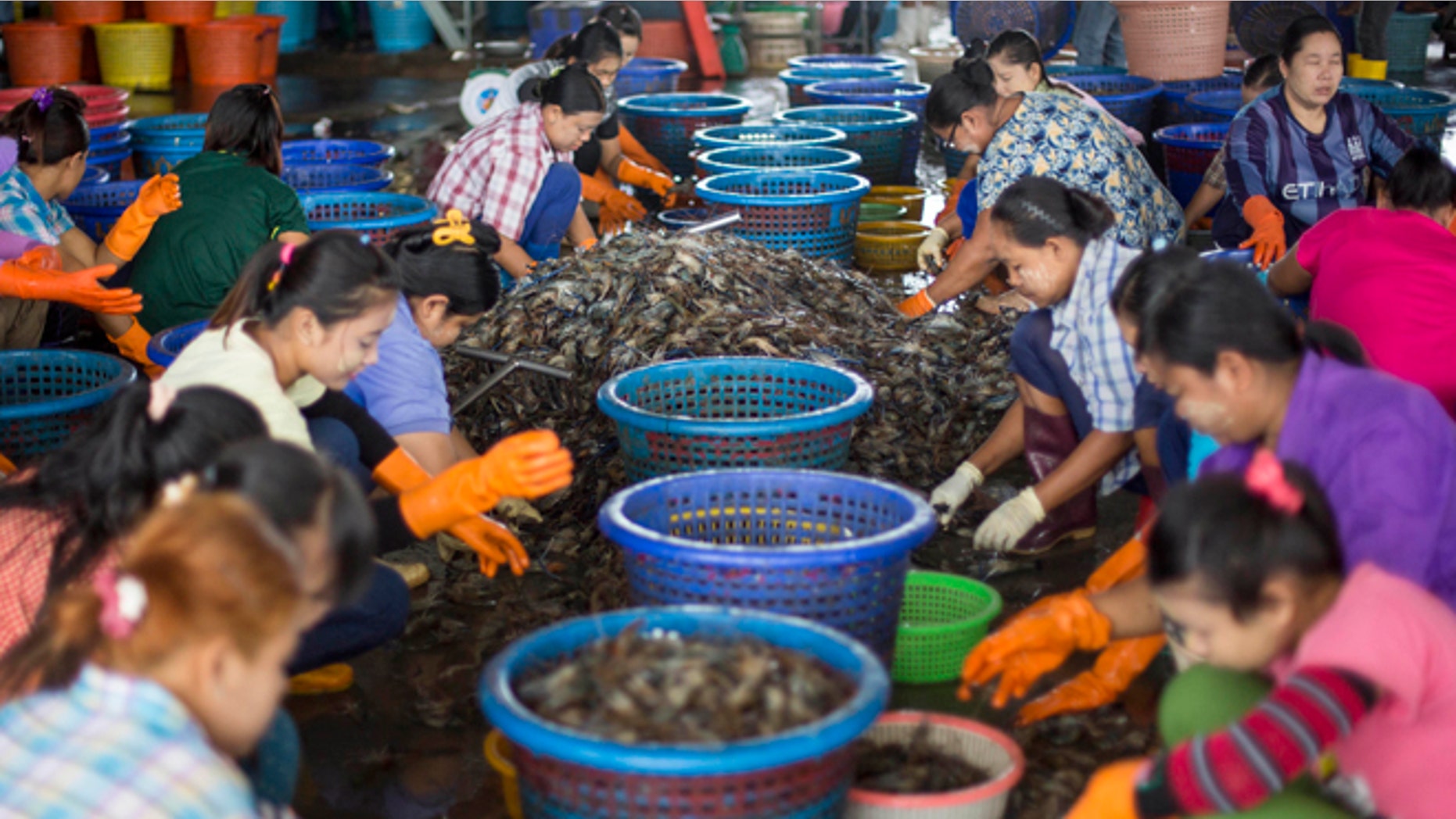 Sept. 3, 2015 photo, female workers, wearing a yellow-white cosmetic paste known as thanka on their cheeks, sort shrimp at a seafood market in Mahachai, Thailand.