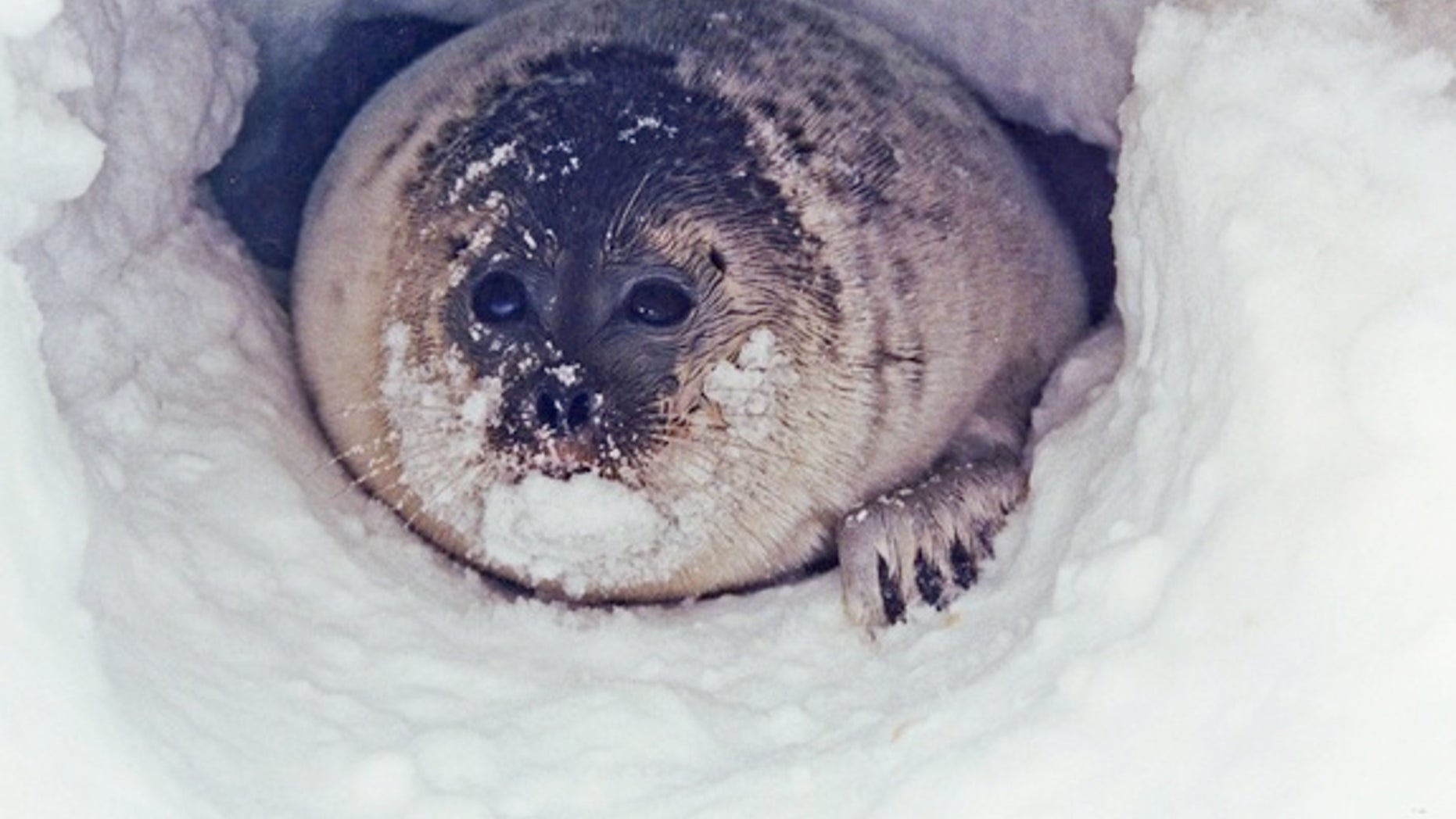 A ringed seal peaks out from its snow cave.