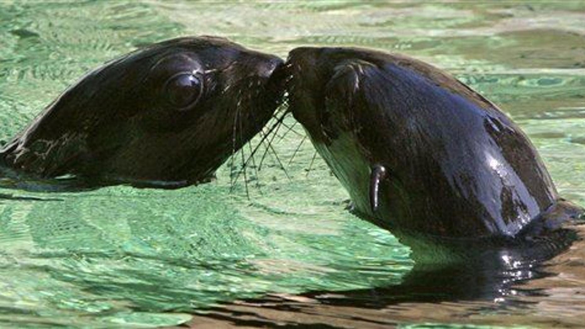 Seals Documented Having Sex With Penguins Fox News