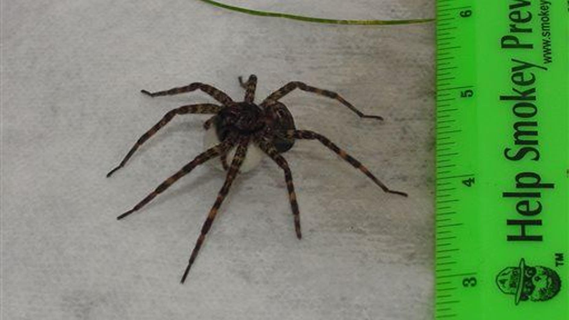 A man's fear of spiders was gone after surgery.