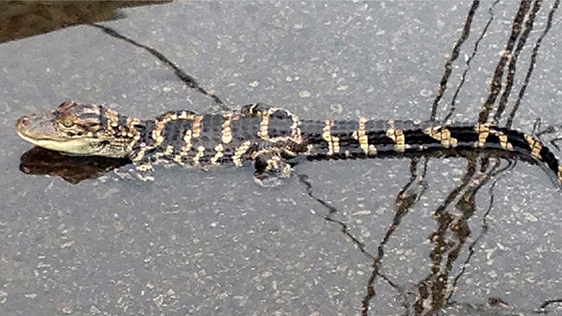 June 10, 2013: A juvenile alligator in water in the roadway near a sewer grate in the Fishtown section of Philadelphia.
