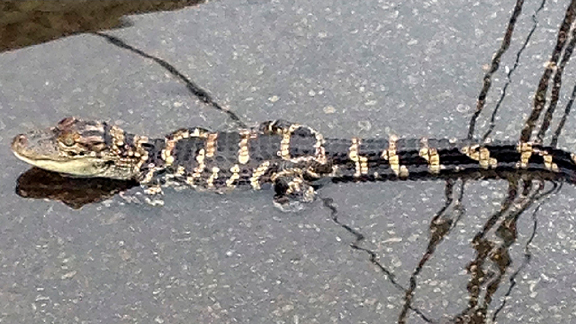 June 10, 2013: Joe Malseed shows a juvenile alligator in water in the roadway near a sewer grate in the Fishtown section of Philadelphia.