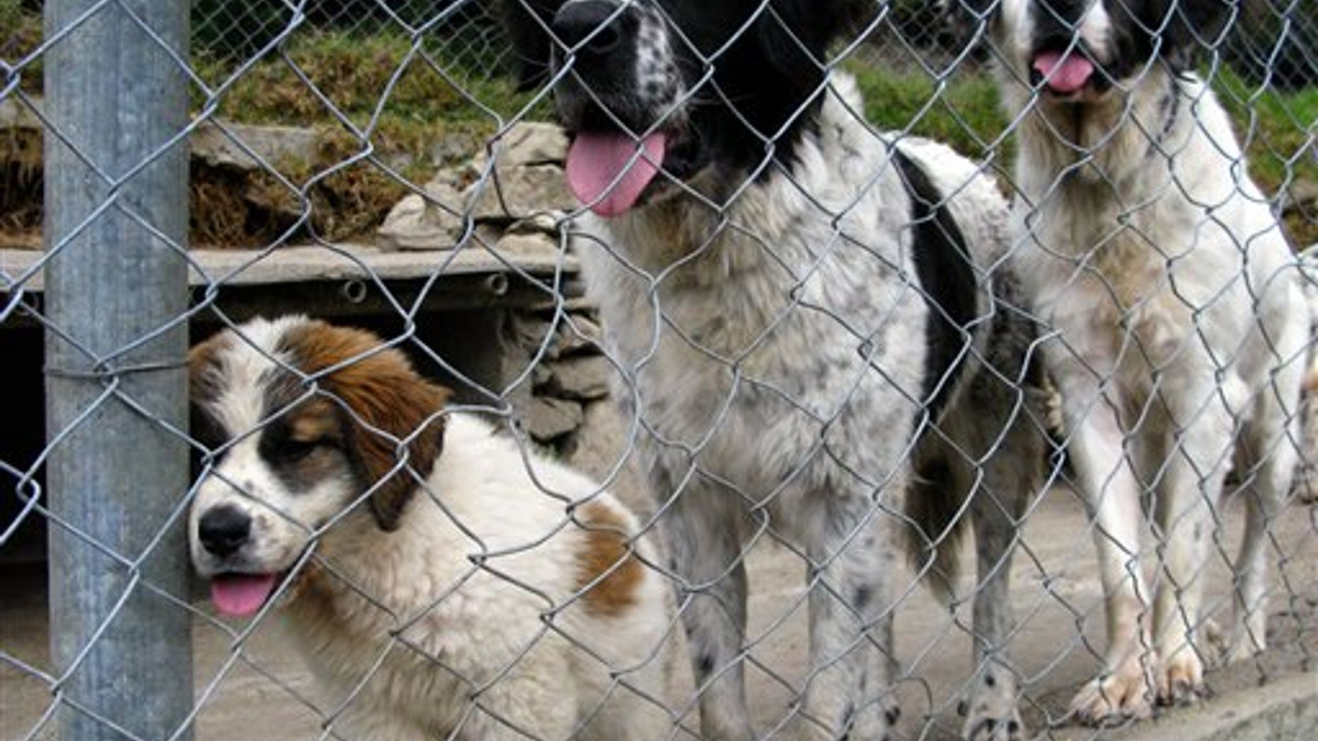 In this Dec. 18, 2013 photo, mucuchies pups anticipate feeding time at a farm near Merida, Venezuela. The mucuchies is closely related to another mountain dog, the Pyrenean Mastiff, which was brought to the New World by the Spanish conquistadores and used to herd sheep. (AP Photo/Ricardo Nunes)
