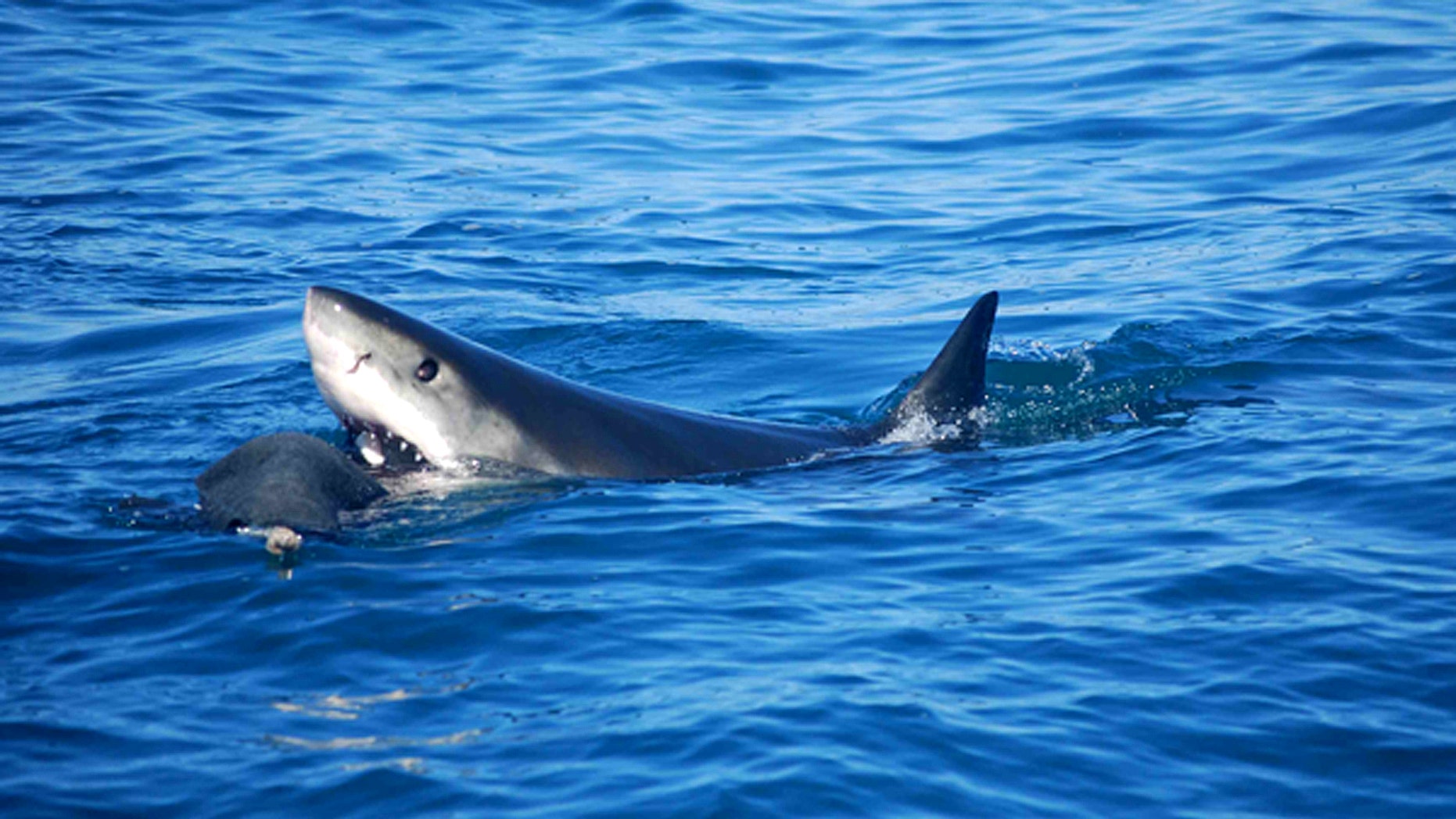 A white shark (Carcharodon carcharias) investigates a fake seal decoy used by UC Davis researchers.