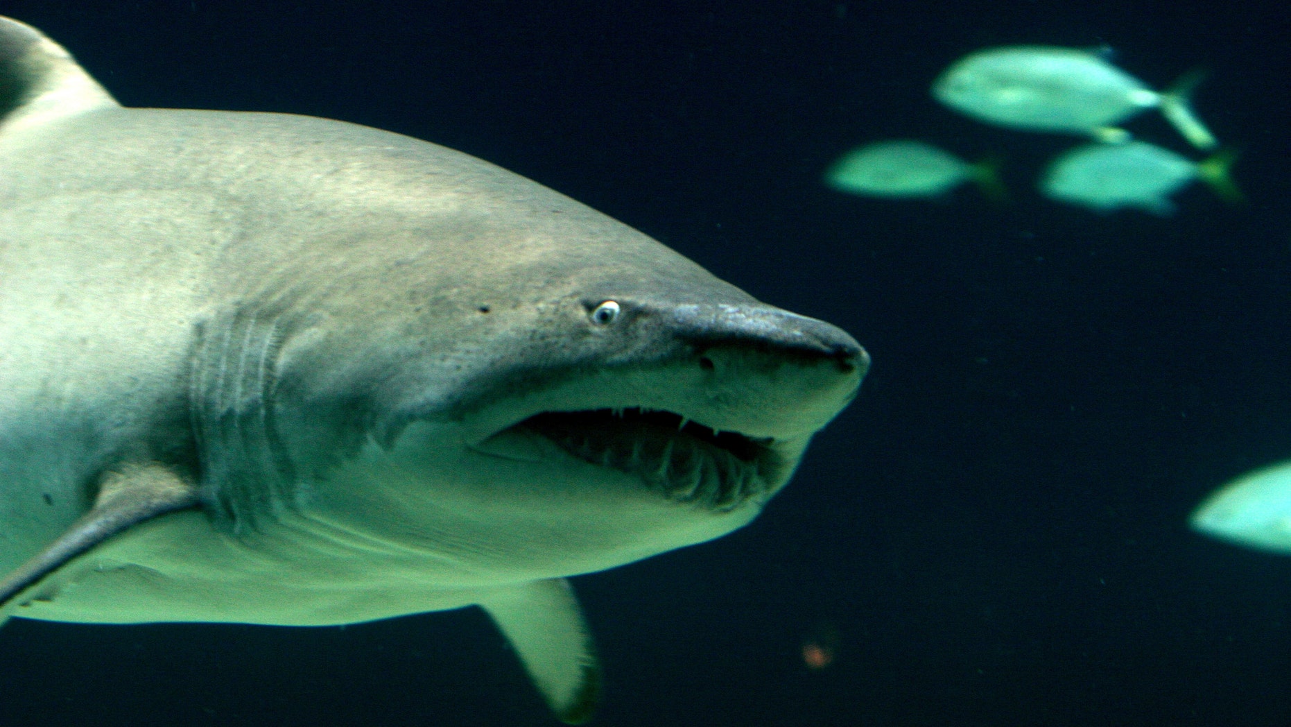 Joshua Seguine, of LaGrangeville, N.Y., was arrested Tuesday for allegedly keeping seven live sandbar sharks in an aboveground pool in his home. (A file image of a sandbar shark is pictured)