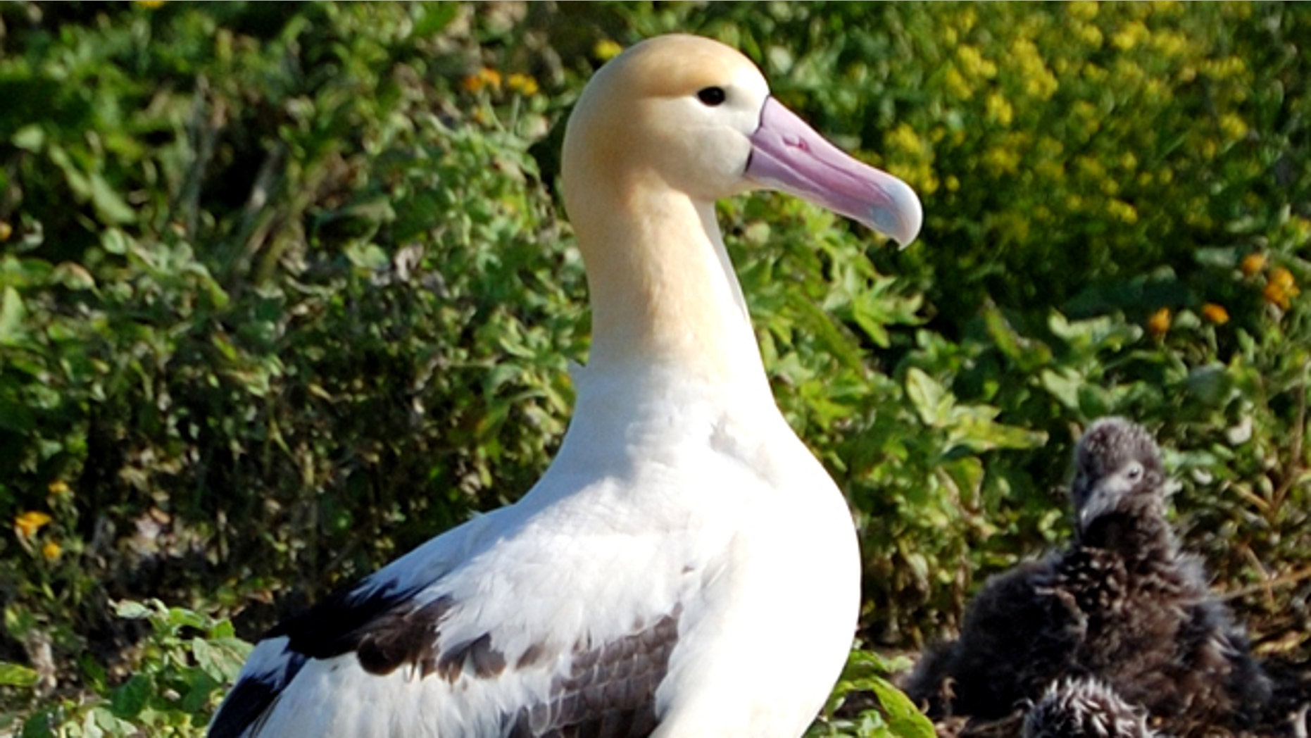 A short-tailed albatross, seen in 2007 at Midway Island in the North Pacific.