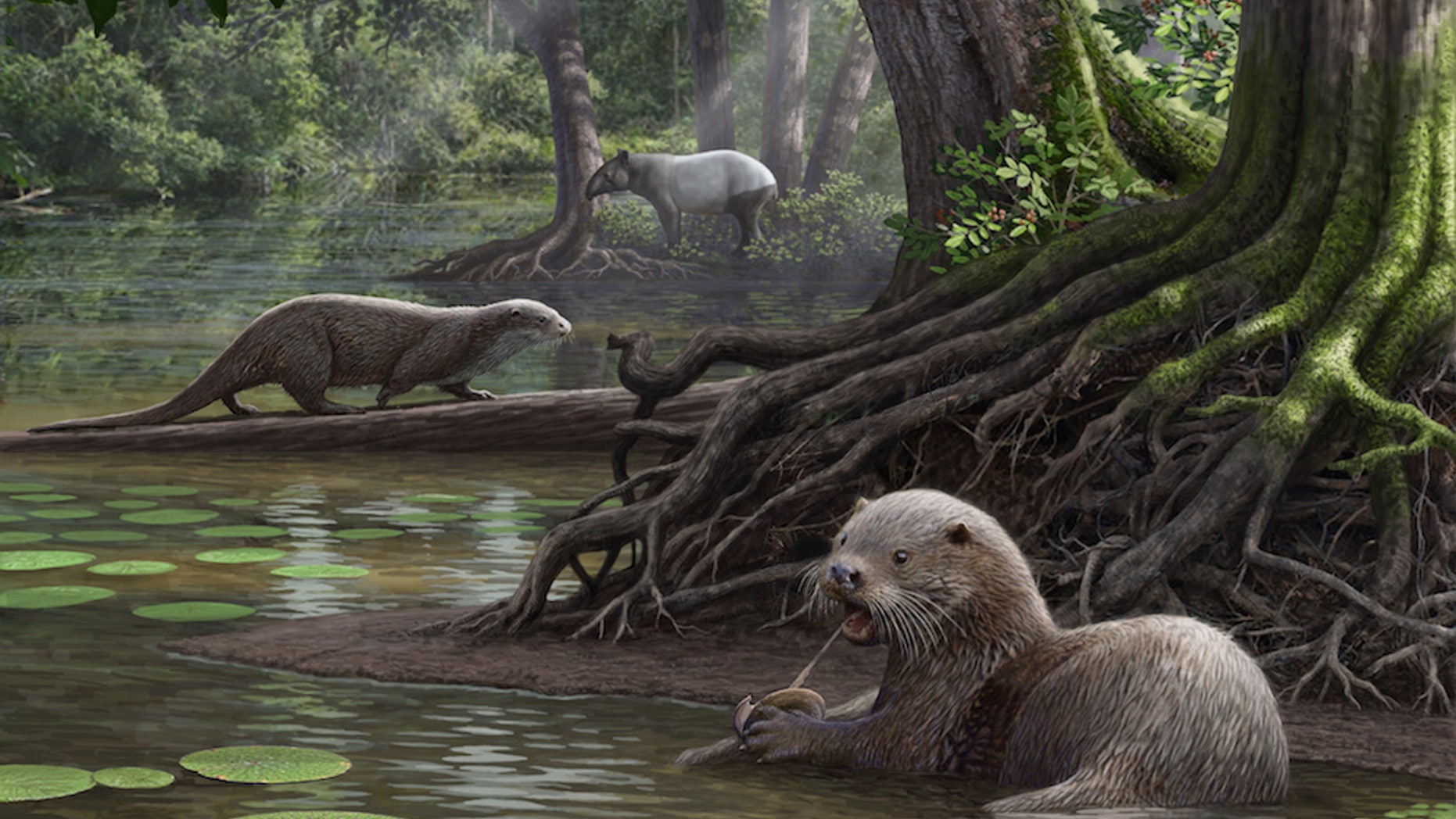 The wolf-size otter lived in a shallow swamp surrounded by thick vegetation.