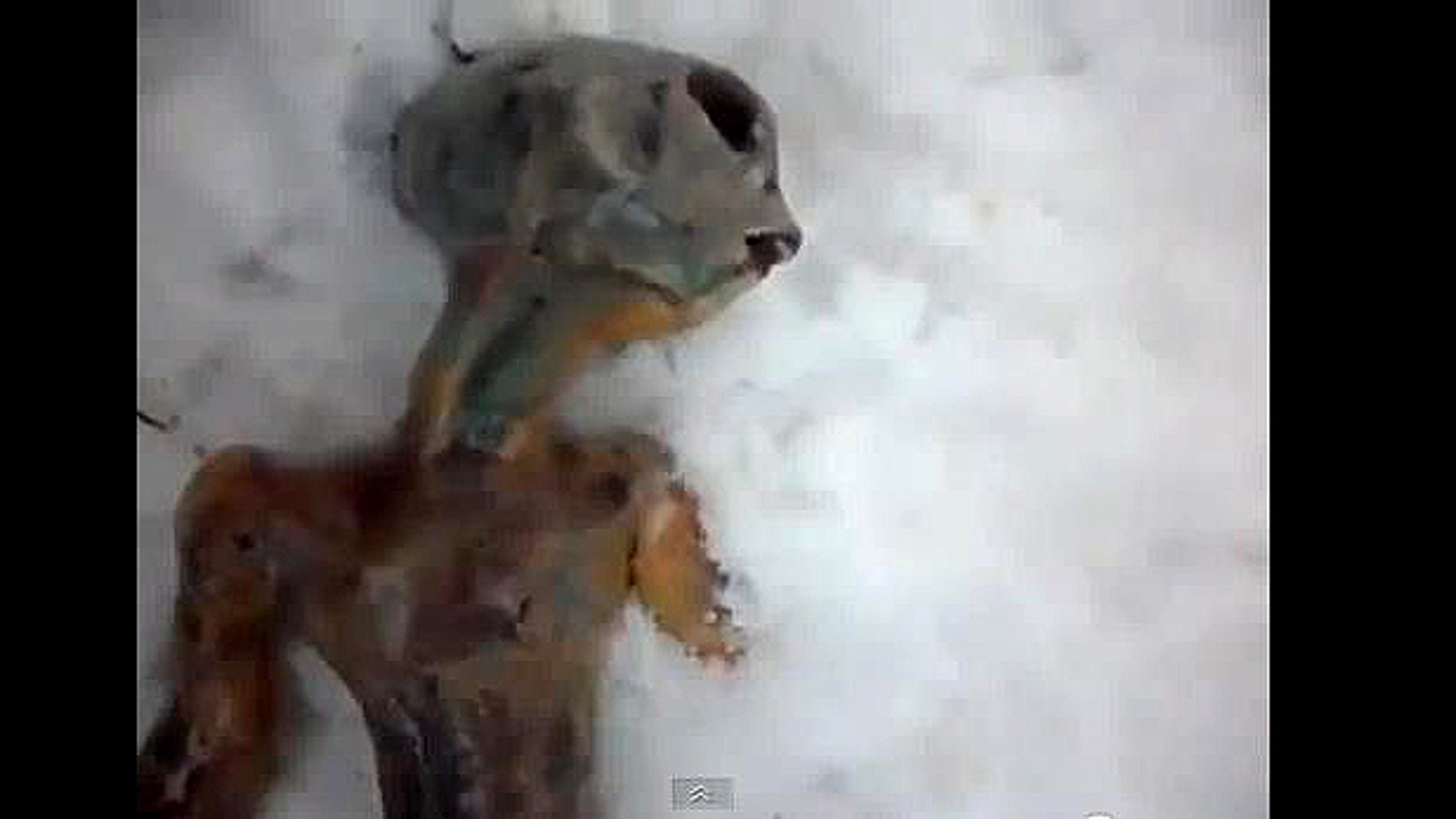 Viral Video Sensation Millions Watch Siberian Alien Discovery Fox News