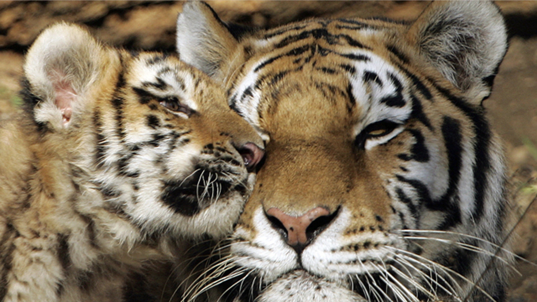 A male Siberian Tiger cub nuzzles up to his mother in the exhibition area at the Pittsburgh Zoo and Aquarium in 2006.
