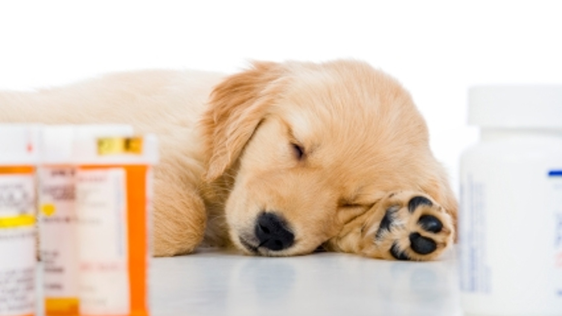 "Under the weather" 8 week old Golden Retriever puppy lying on a white background with prescription pill bottles in the foreground "WHITE"