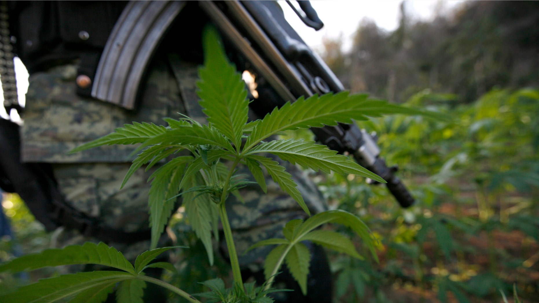 A soldier stands guard among marijuana plants at an illegal plantation found during a military operation on Friday at the Culiacan mountains, northern Mexico, Monday, Jan. 30, 2012. The drought in northern Mexico is so bad that it has hurt even illicit drug growers and their normally well-tended crops of marijuana and opium poppies, Gen. Pedro Gurrola, commander of army forces in the state of Sinaloa, said Monday. (AP Photo/Marco Ugarte)