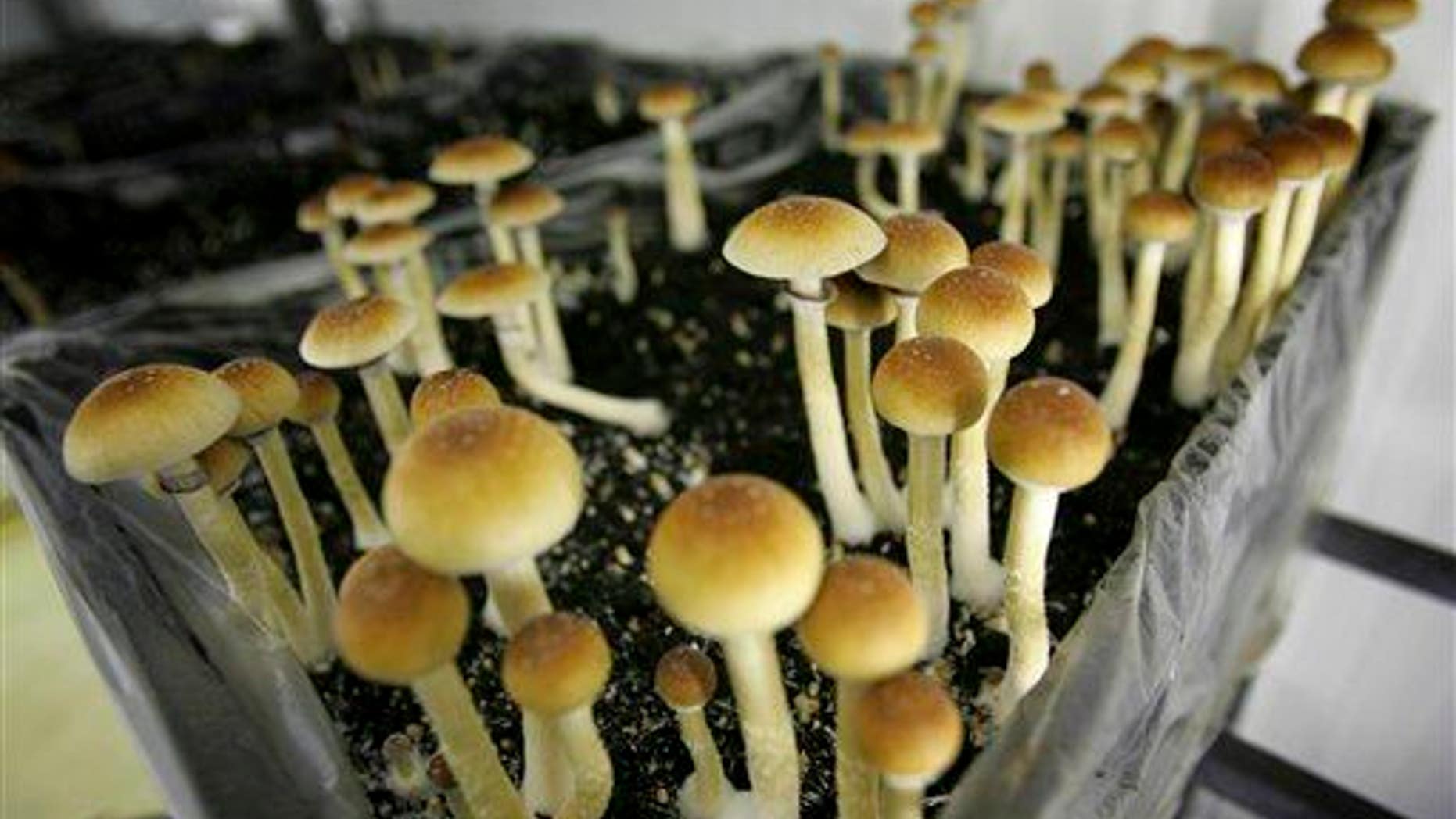 Magic mushrooms are seen in a grow room at the Procare farm in Hazerswoude, central Netherlands on this Aug. 3, 2007 file photo.