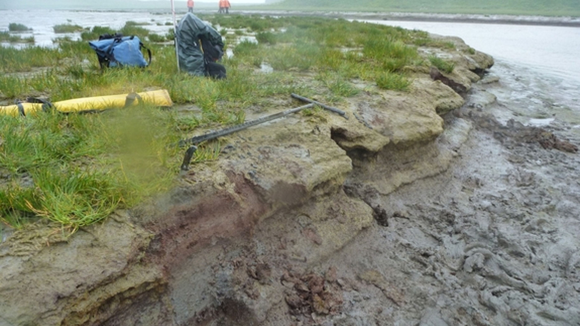 A tidal marsh bank exposed during low tide on Sitkinak Island, Alaska. The bank reveals ledges of alternating peat and silt. Abrupt uplift and subsidence during large megathrust earthquakes is interpreted to be the cause of the alternating laye
