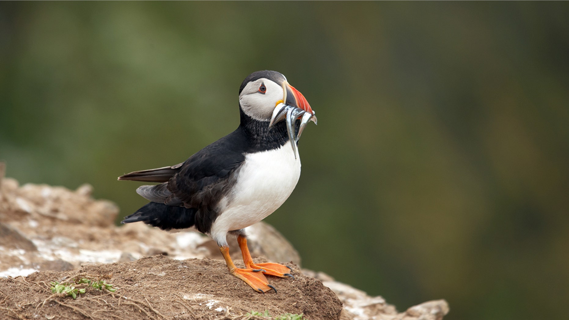 Wardens are telling visitors to walk carefully after several people blocked the puffins' burrows and crushed the seabirds' nests.