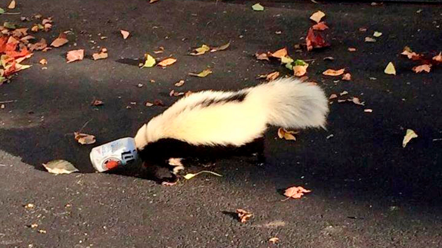 This photo taken Sunday, Sept. 14, 2014, in Oxford, Ohio, by police officer Matt Hatfield and provided by the Oxford police department, shows a skunk with it's head stuck in a beer can near a fraternity house at Miami (Ohio) University. An animal control officer was able to free and release the skunk without being sprayed. (AP Photo/Oxford Police Department, Matt Hatfield)