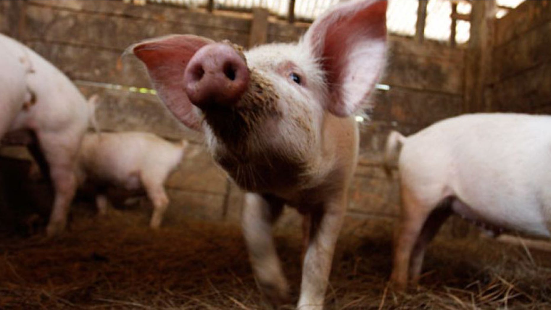 Small pigs in a pen.