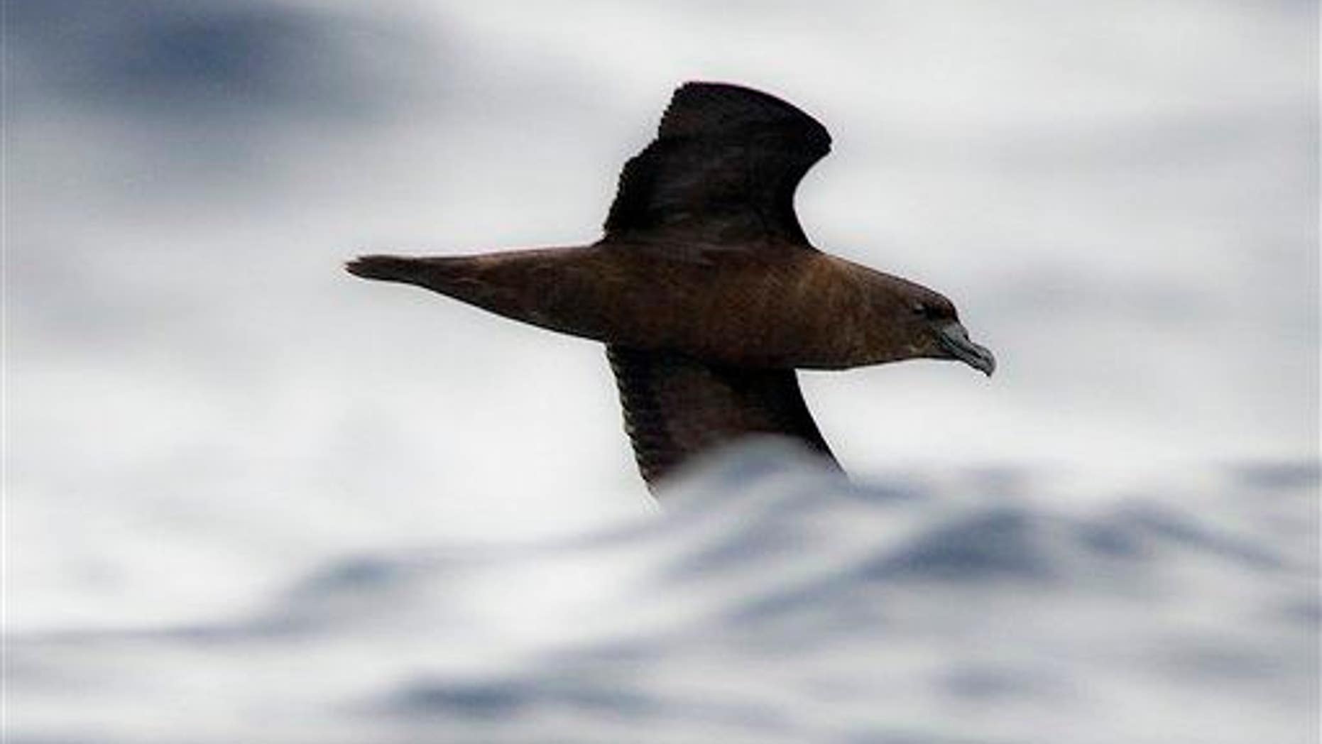 A petrel flies over the waves about 25 miles south of Fiji's remote island of Gau.