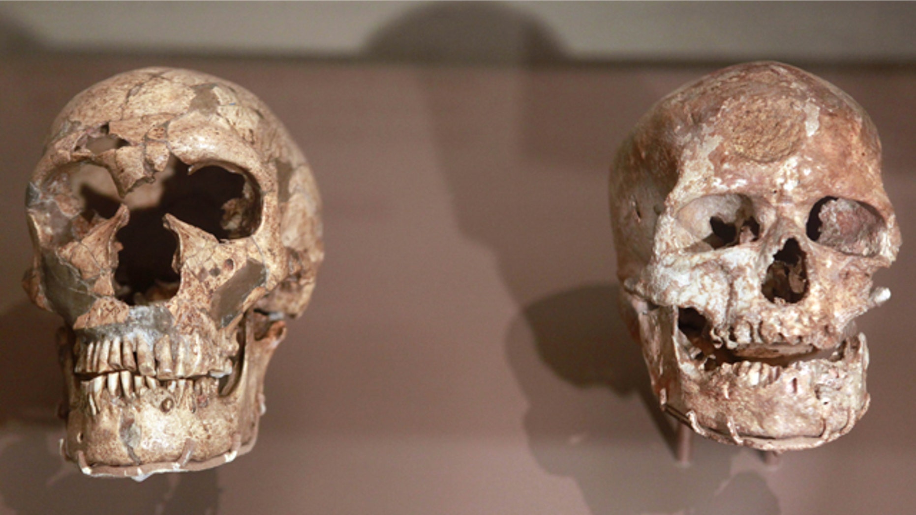 Fossil skulls of La Ferrassie Neanderthal, left, and Cro-Magnon, that are on a three-month loan from the Musee de l'Homme in France, are seen in the David H. Koch Hall of Human Origins exhibit at the Smithsonian's National Museum of Natural History in Washington. Scientists think DNA analysis of Siberian genetic material may have revealed yet another branch of the human tree.