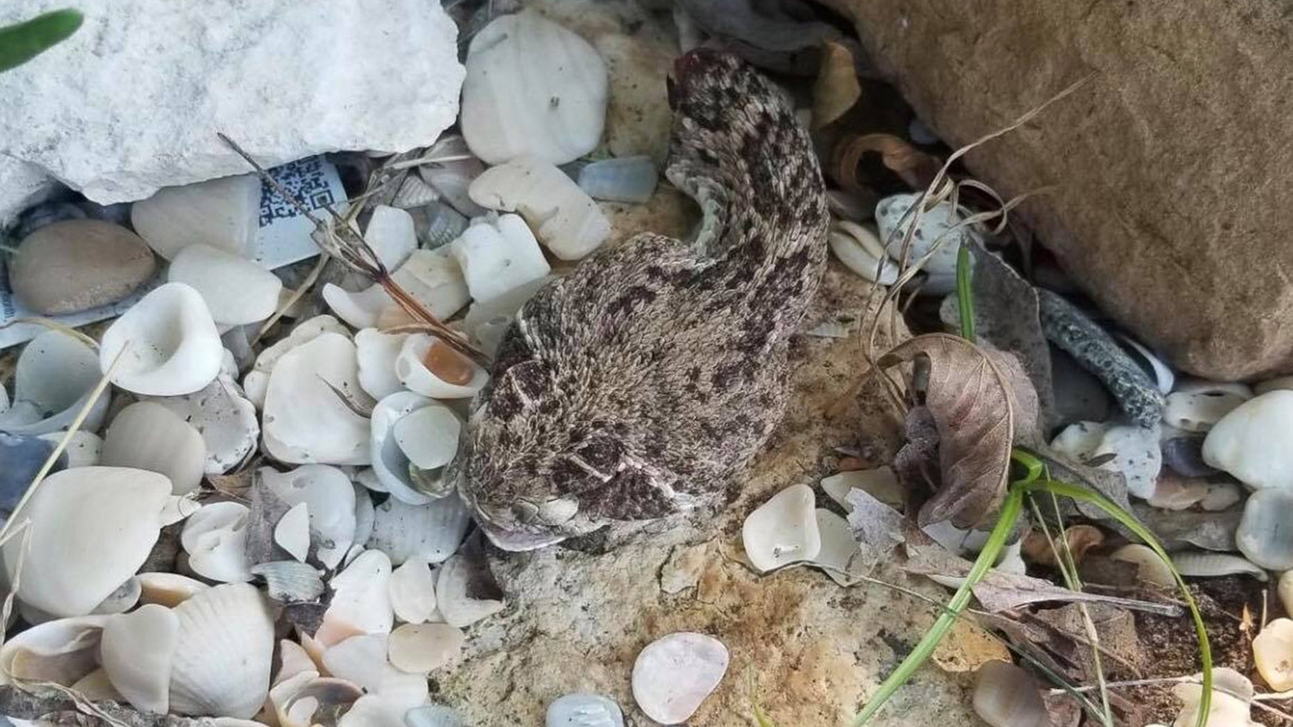 The decapitated head of the rattlesnake