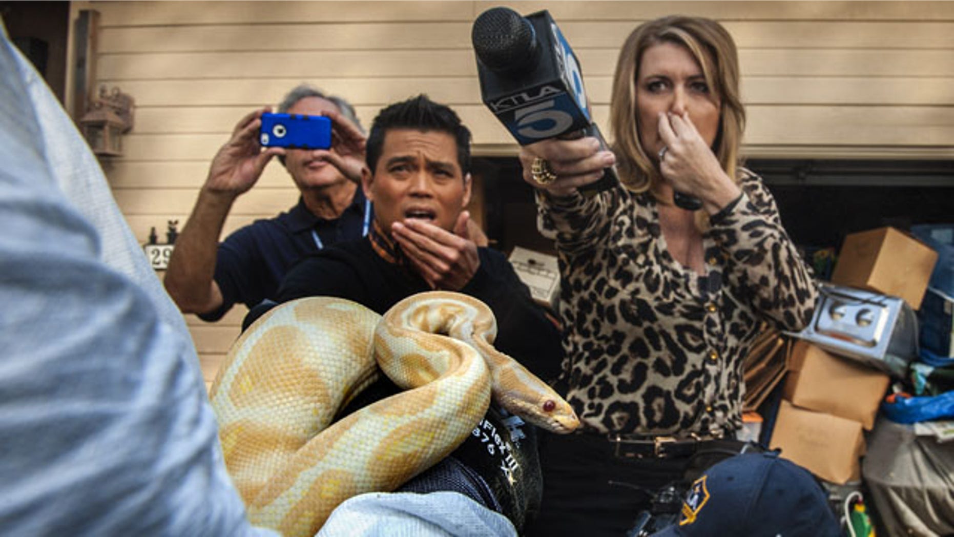 January 29, 2014: While interviewing Sondra Berg, Santa Ana Police Animal Services supervisor, television reporters Bobby DeCastro, from FOX11, and Wendy Burch, of KTLA 5 plug their noses to avoid the stench emanating from the house with of dead and decaying snakes in Santa Ana, Calif. Berg holds an albino ball python that was one of the surviving snakes in the home. (AP Photo/The Orange County Register, Bruce Chambers)
