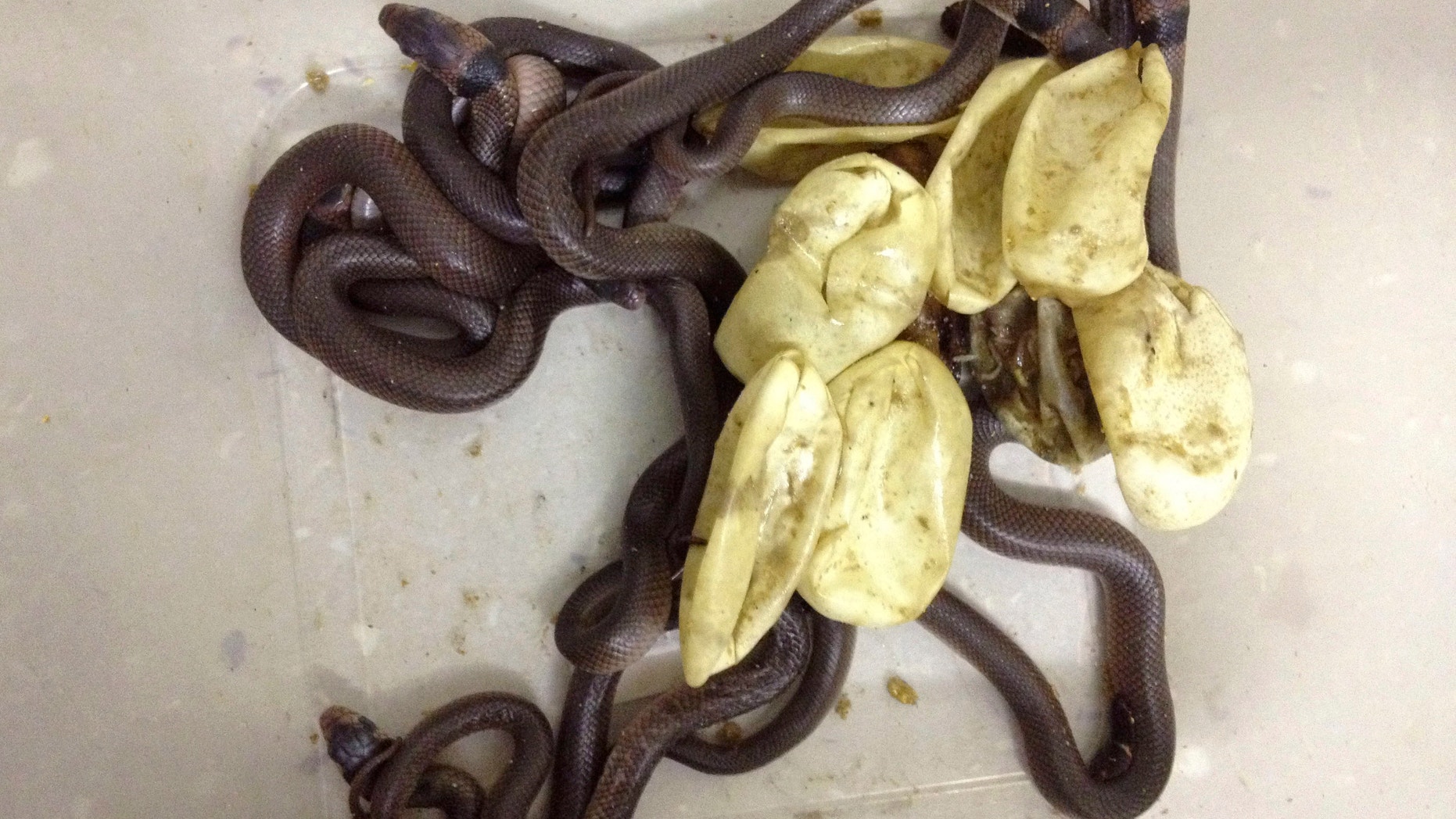 Dec. 18, 2012: Eastern brown snakes sit in a deep tub after hatching in Townsville, northern Queensland, Australia.