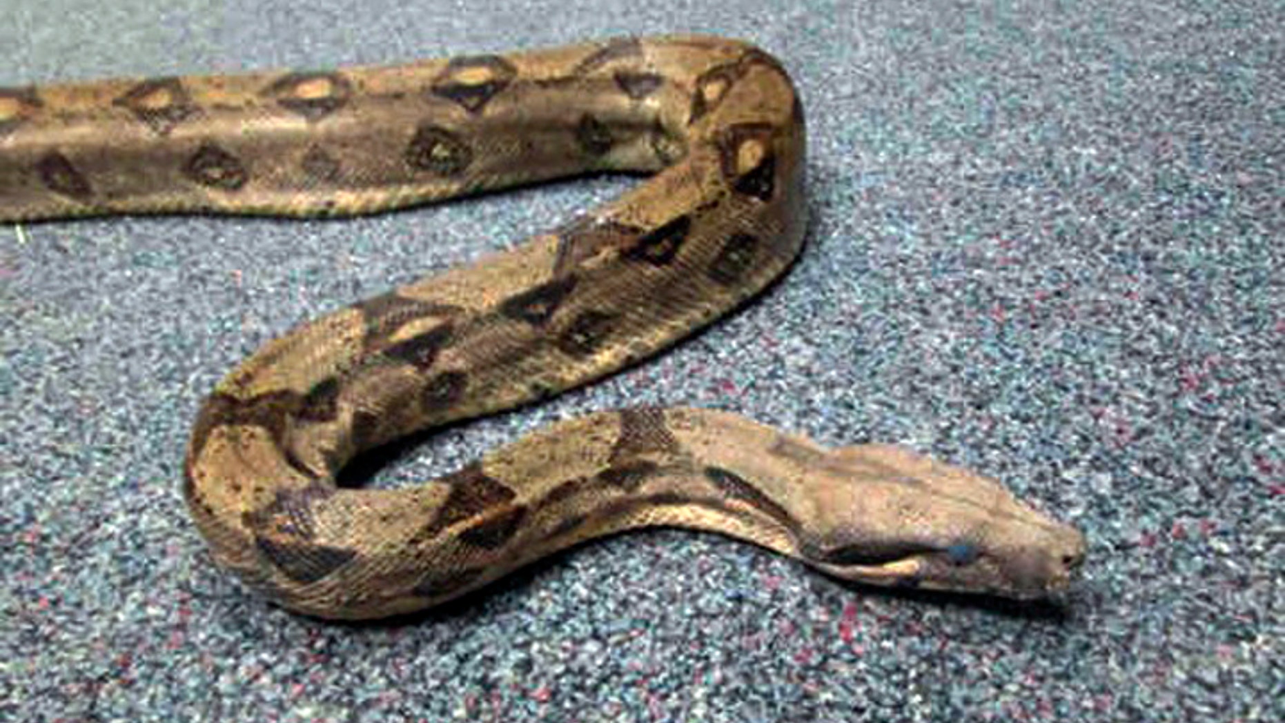 This Sept. 19, 2014 photo provided by the San Diego County Department of Animal Services shows a boa constrictor that has been seized from a man in San Diego, Calif. Authorities said Wednesday, Sept. 24, 2014 that 27-year-old Travis Eisner-Young was arrested while driving his pedicab Sept. 16. When police found him, he had a ball python around his neck. After learning that Eisner-Young had at least one more snake, Animal Services officers went to his hotel room and found a boa constrictor, seen in this photo, in poor condition. (AP Photo/San Diego County Department of Animal Services)