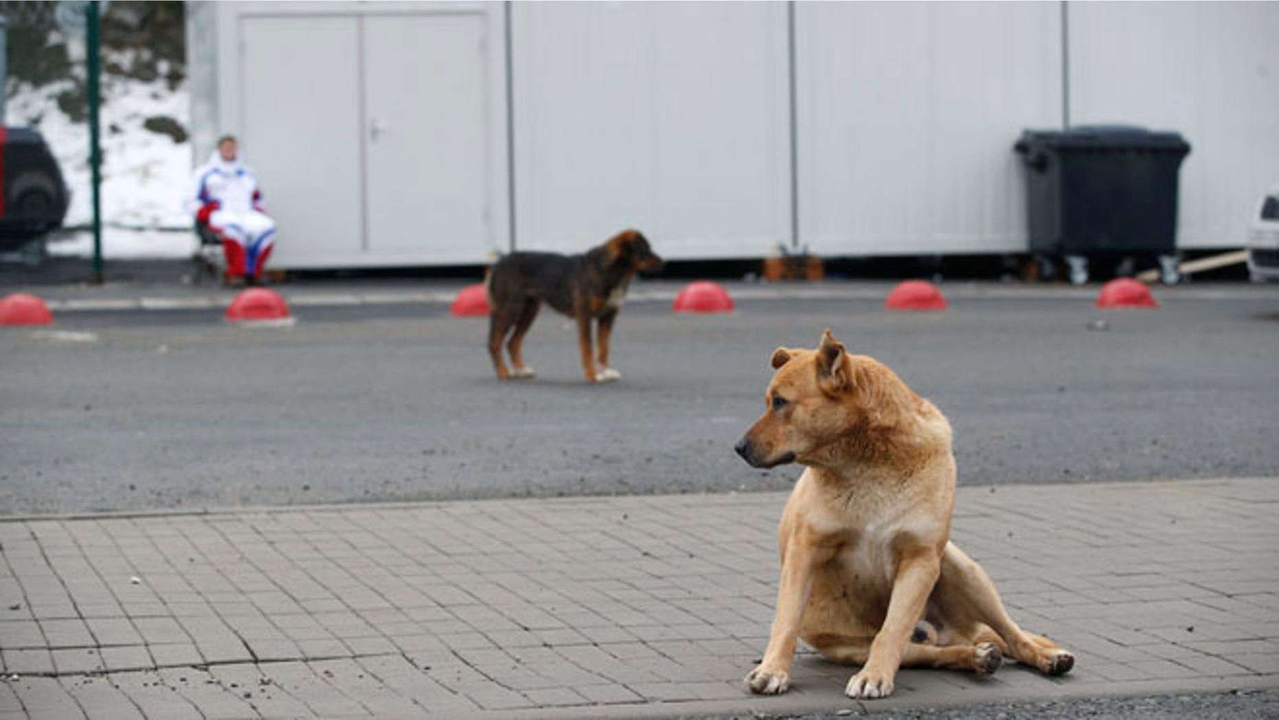 Feb. 3, 2014: Stray dogs sit outside the Rosa Khutor Extreme Park course, a venue for the snowboarding and freestyle competitions of the 2014 Winter Olympics, in Sochi, Russia.