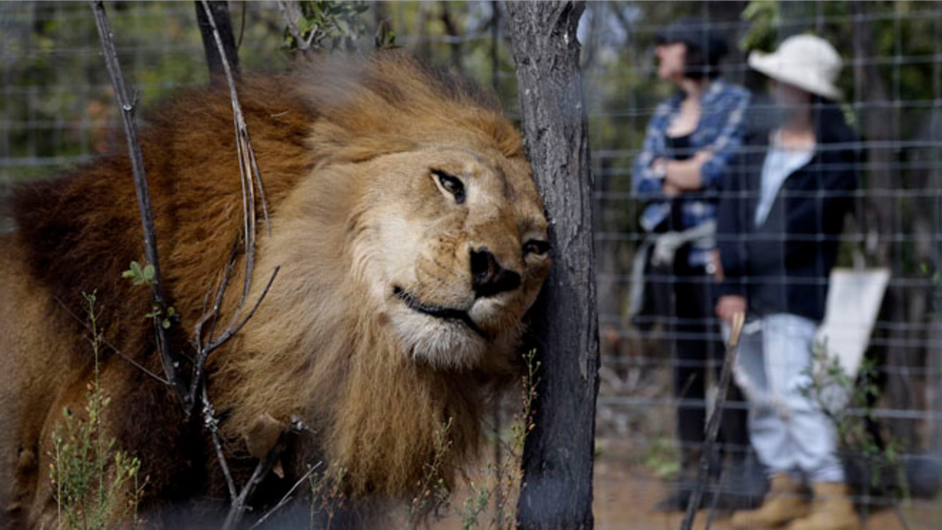 A former circus lion at Emoya Big Cat Sanctuary in Vaalwater, South Africa, Sunday, May 1, 2016.