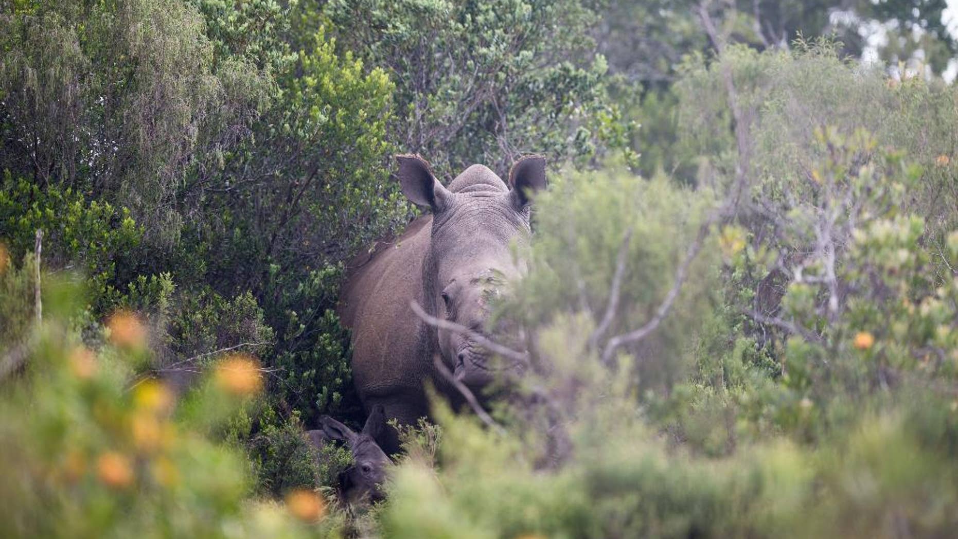 This handout photo from the Kariega Game Reserve taken Tuesday, Jan. 13, 2015 shows rhino poaching survivor Thandi with her newly born calf in the Kariega Game Reserve near Port Elizabeth, in the eastern Cape Province. Thandi, was rescued in March 2012 after poachers hacked off her horn, and left her to bleed to death along with two male rhinos. (AP Photo/Adrian Steirn, Kariega Game Reserve) NO ARCHIVE.