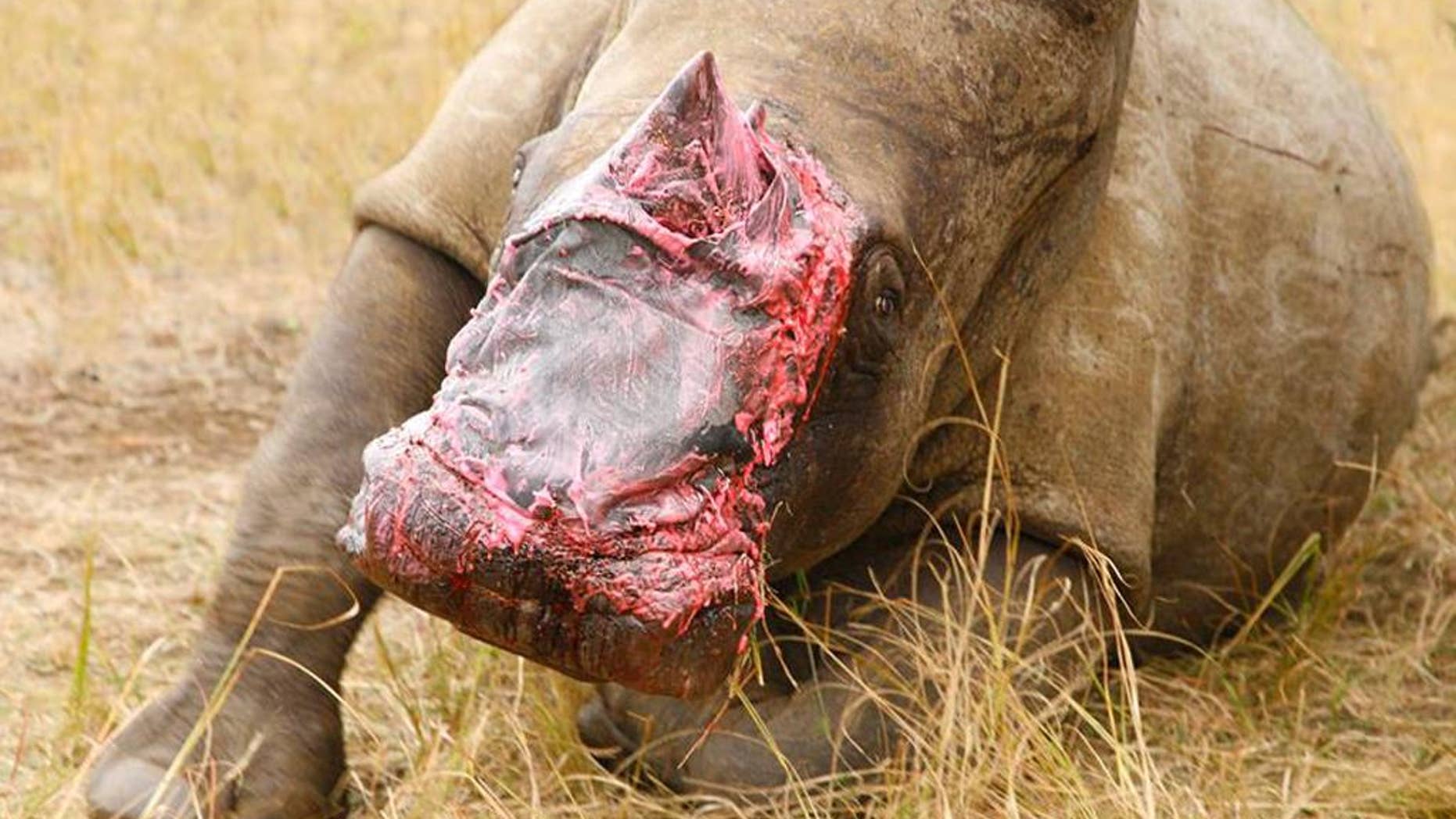 In this hand out photo supplied by Saving The Survivors, a rhino recovers in an enclosure after being treated by Dr. Johan Marais, an equine and wildlife surgeon, at the Pongola Game Reserve South Africa Friday Aug. 14, 2015. Veterinarians have treated the injured rhino, whose face was mutilated by poachers, by fitting it with a bandage made of elephant hide obtained from a taxidermist (Johan Marais/ Saving-The-Survivors via AP)