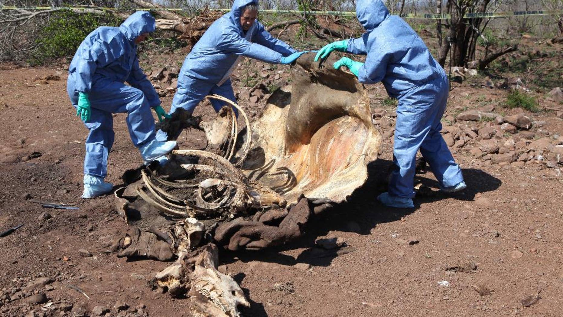 Nov. 20, 2014: In this file photo, investigators open the decomposed corpse of a poached rhino in search of forensic evidence, on the border with neighboring Mozambique near Skukuza, South Africa. (AP)