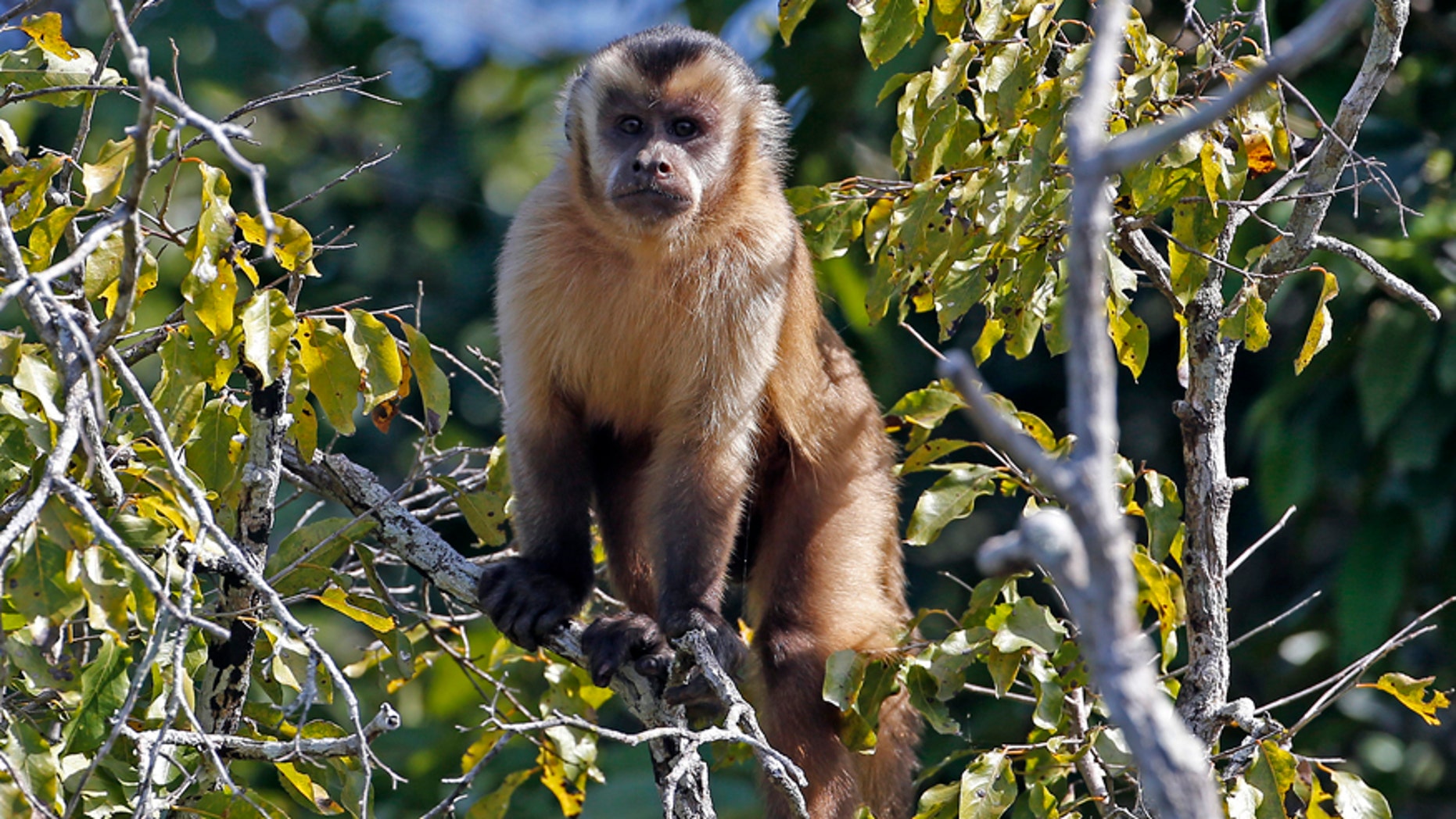 File photo - A monkey plays in the trees in the Pantanal wetlands near in Pocone outside World Cup host city Cuiaba June 22, 2014.