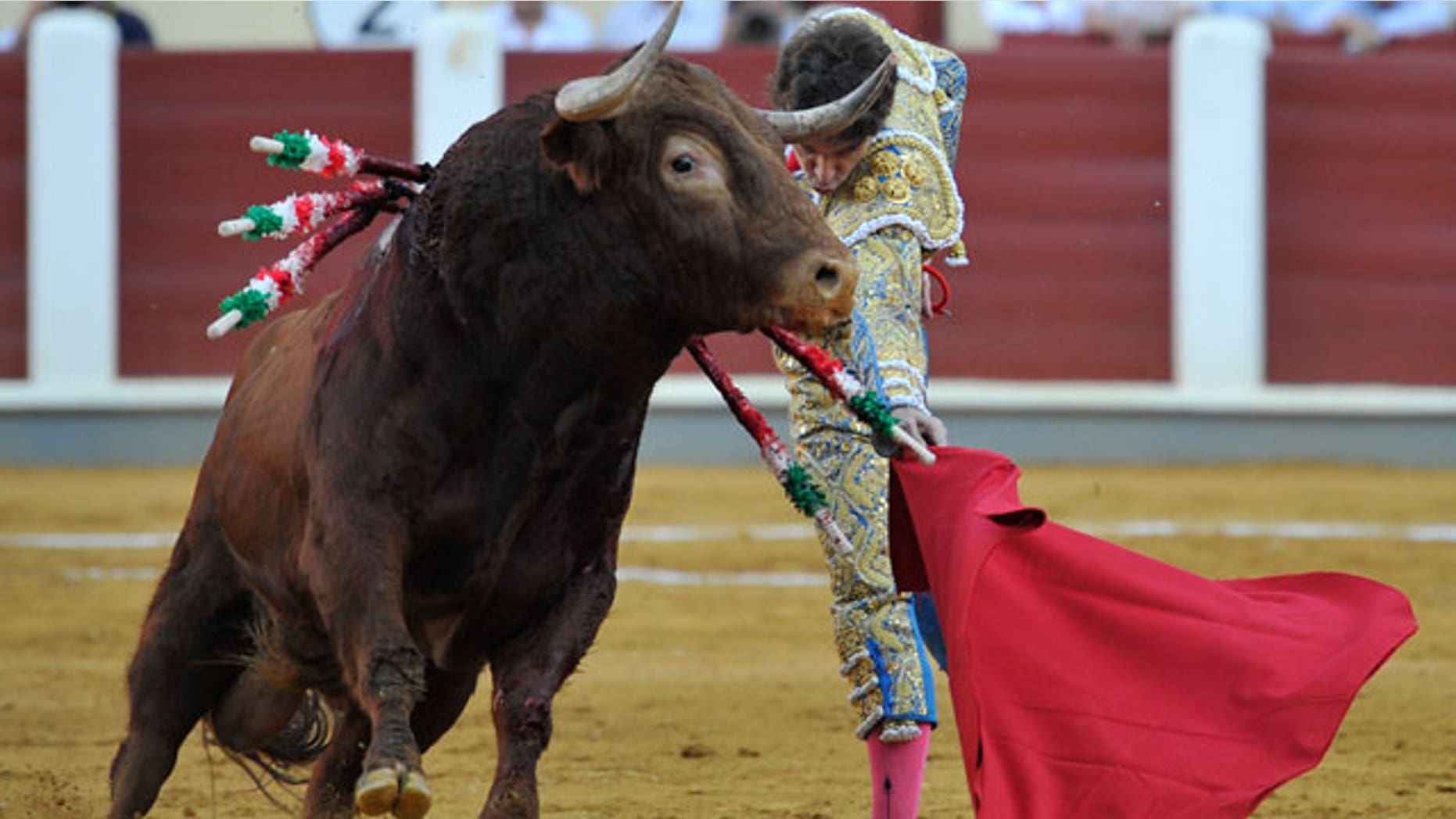 Spanish bullfighter Jose Tomas performs during a bullfight at the Valladolid bullring, in Spain, Thursday, Sept. 8, 2011.