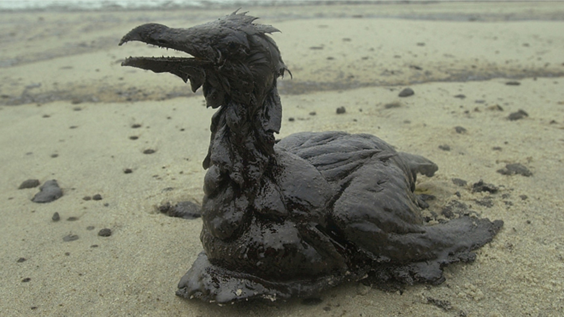 Dec. 3, 2002: In this file photo, a bird coated in thick fuel oil sits on the sand on a beach in Larino, Spain.