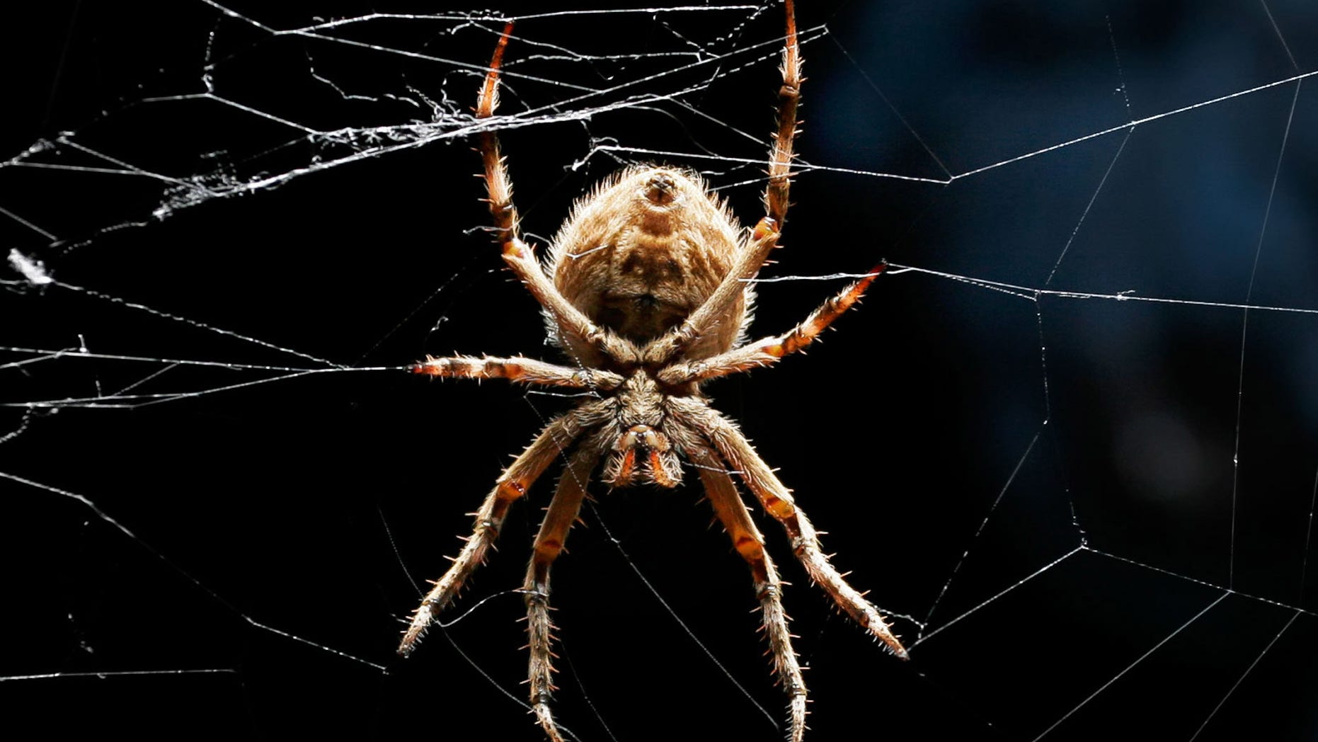 An orb-weaver spider relaxes in its web.