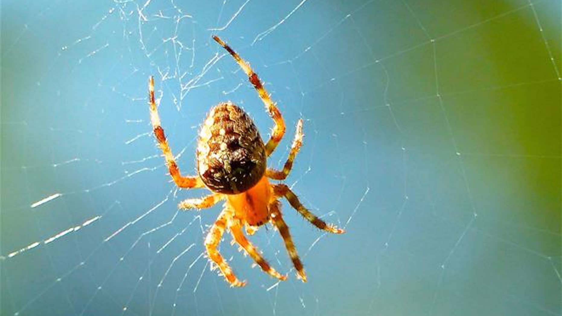 A new study found spiders can actually hear sounds from up to 16 feet away.