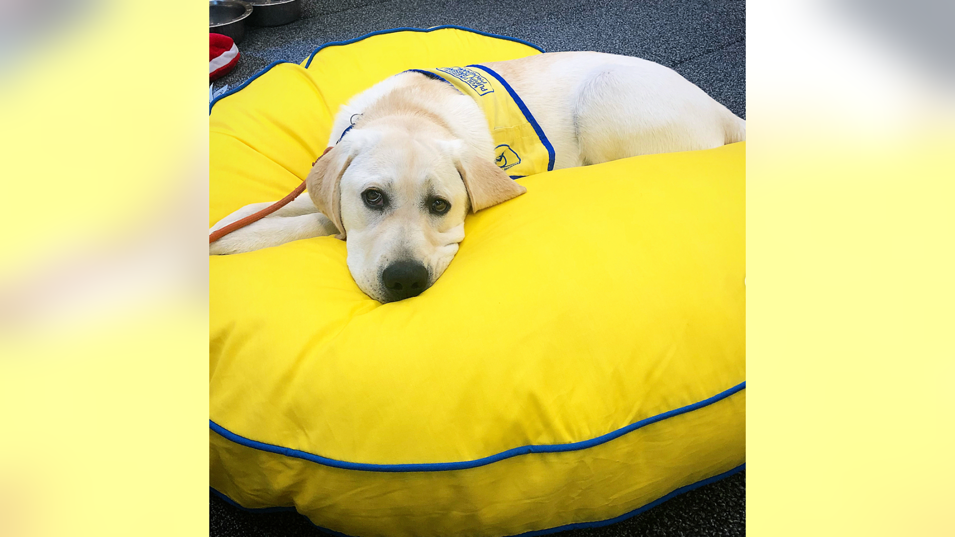 It takes great discipline for a dog — and a trainer — to maintain their "down," especially when surrounded by distractions.