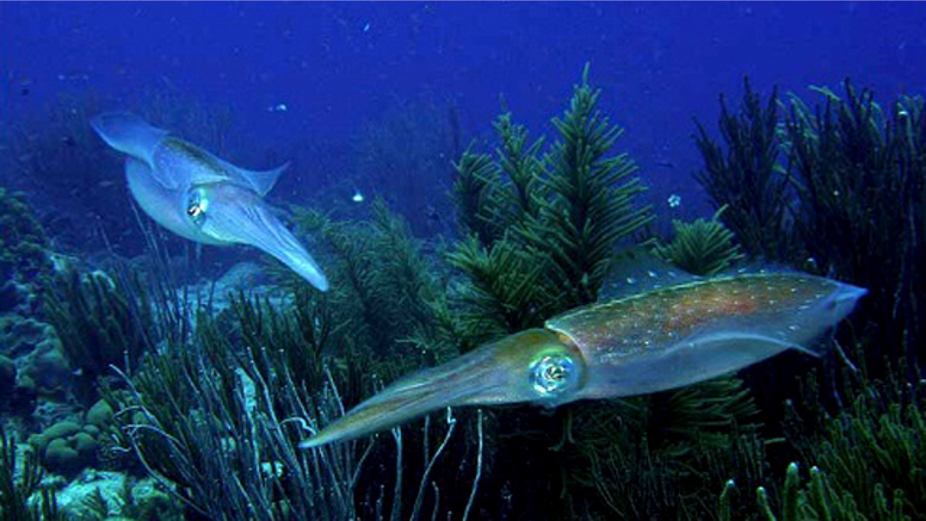 Cephalopods ability to camouflage -- matching the color of their background -- is important because their predators have highly sensitive color vision, much better than that of humans.