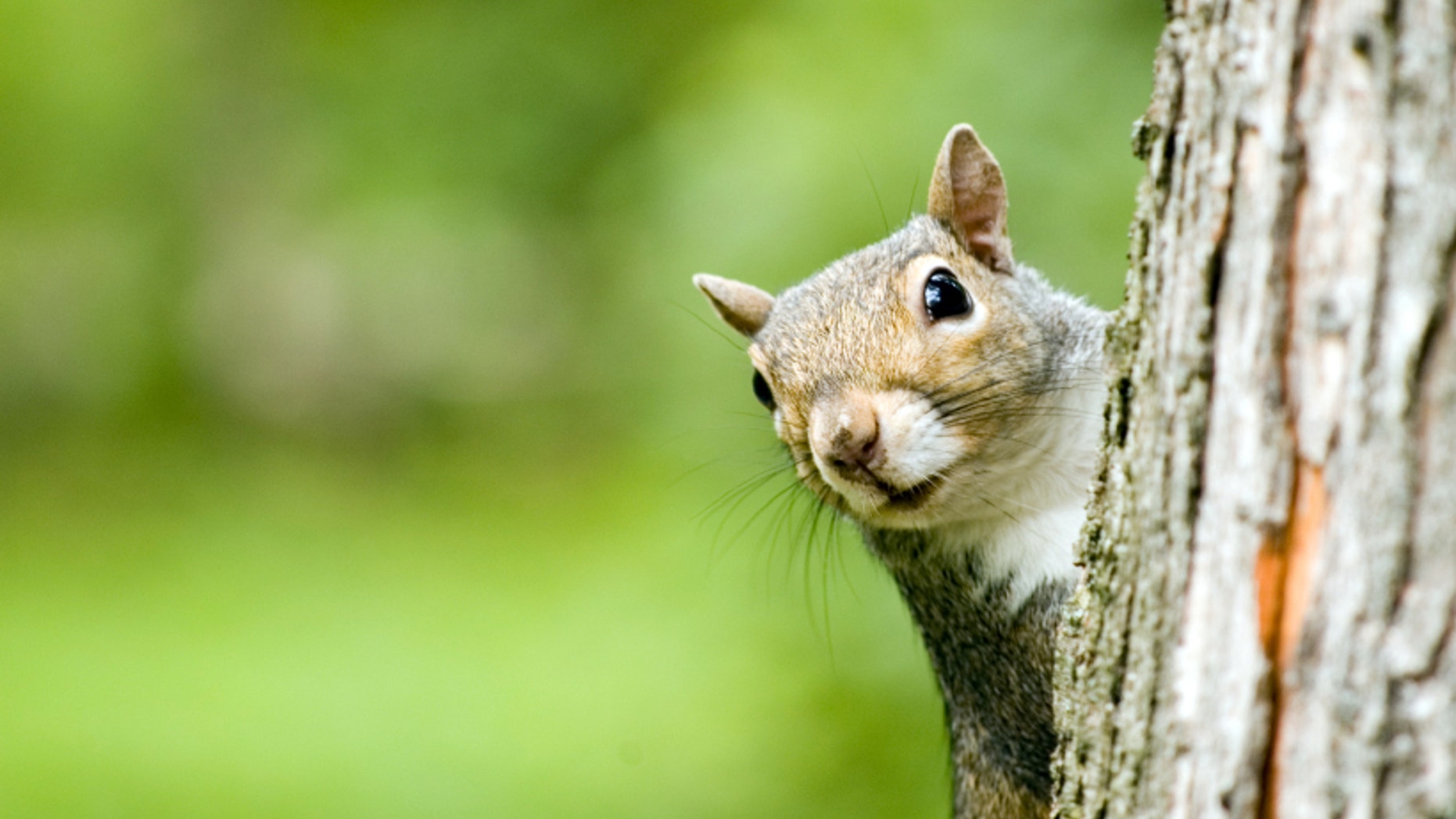 A plague-infected squirrel (not shown here) has prompted the closure of three campgrounds in the Angeles National Forest.