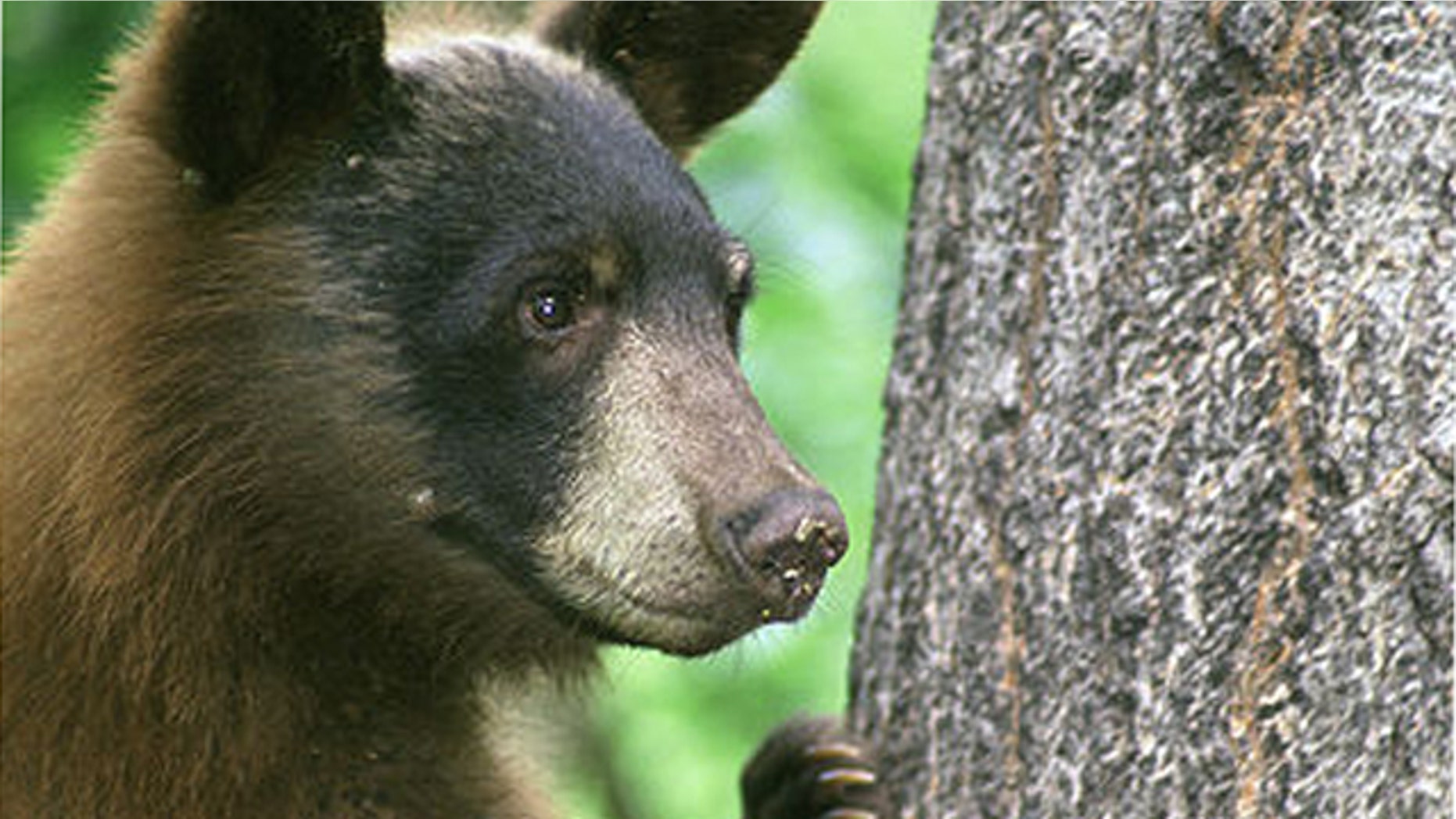 An American black bear.