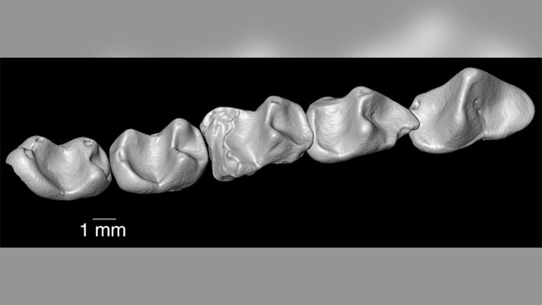 This composite shows the lower dentition of the 37 million-year-old primate called Nosmips discovered in northern Egypt.