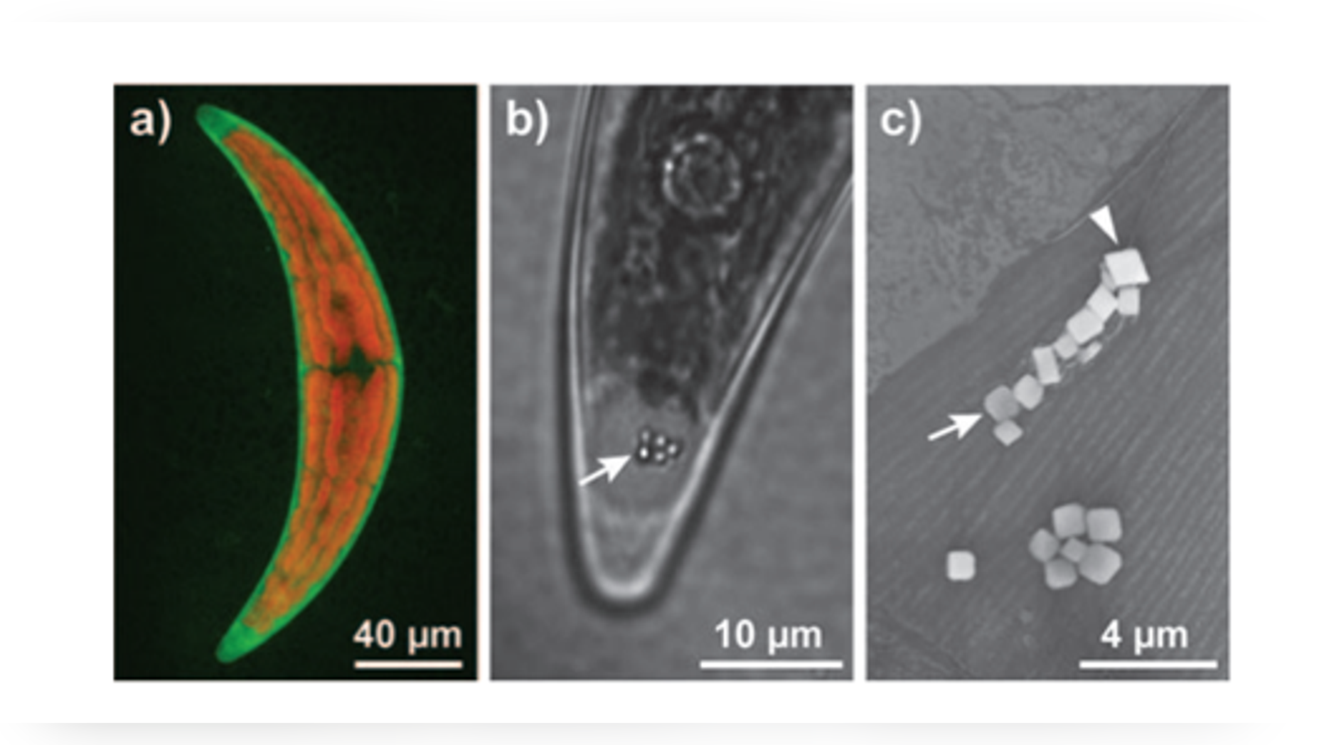 C. moniliferum, Crystallizing Strontium Minna R. Krejci et al.